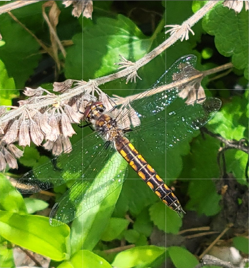 Yellow Sided Skimmer Dragonfly