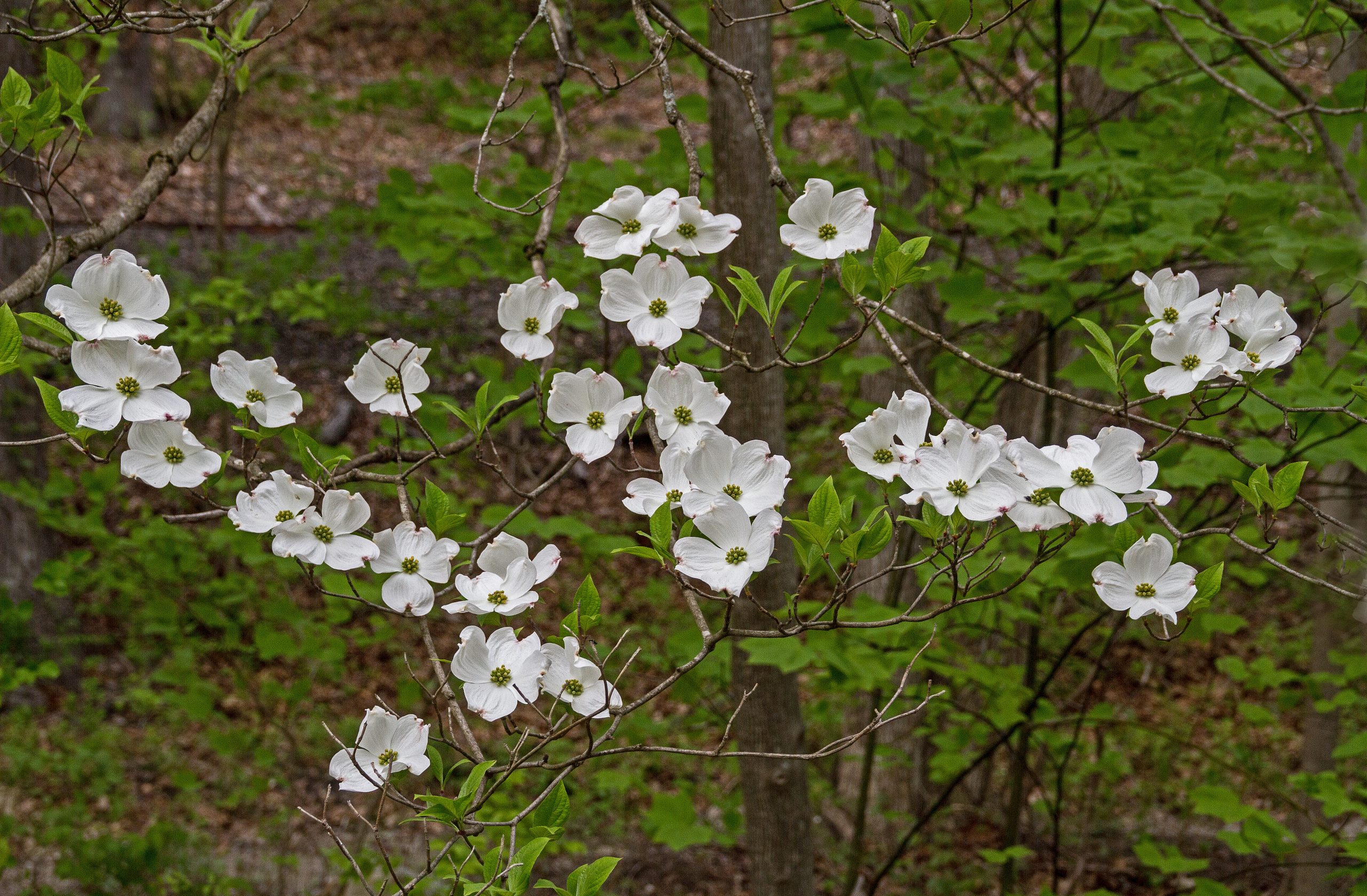 Flowering Dogwood blooms. May, 2024.