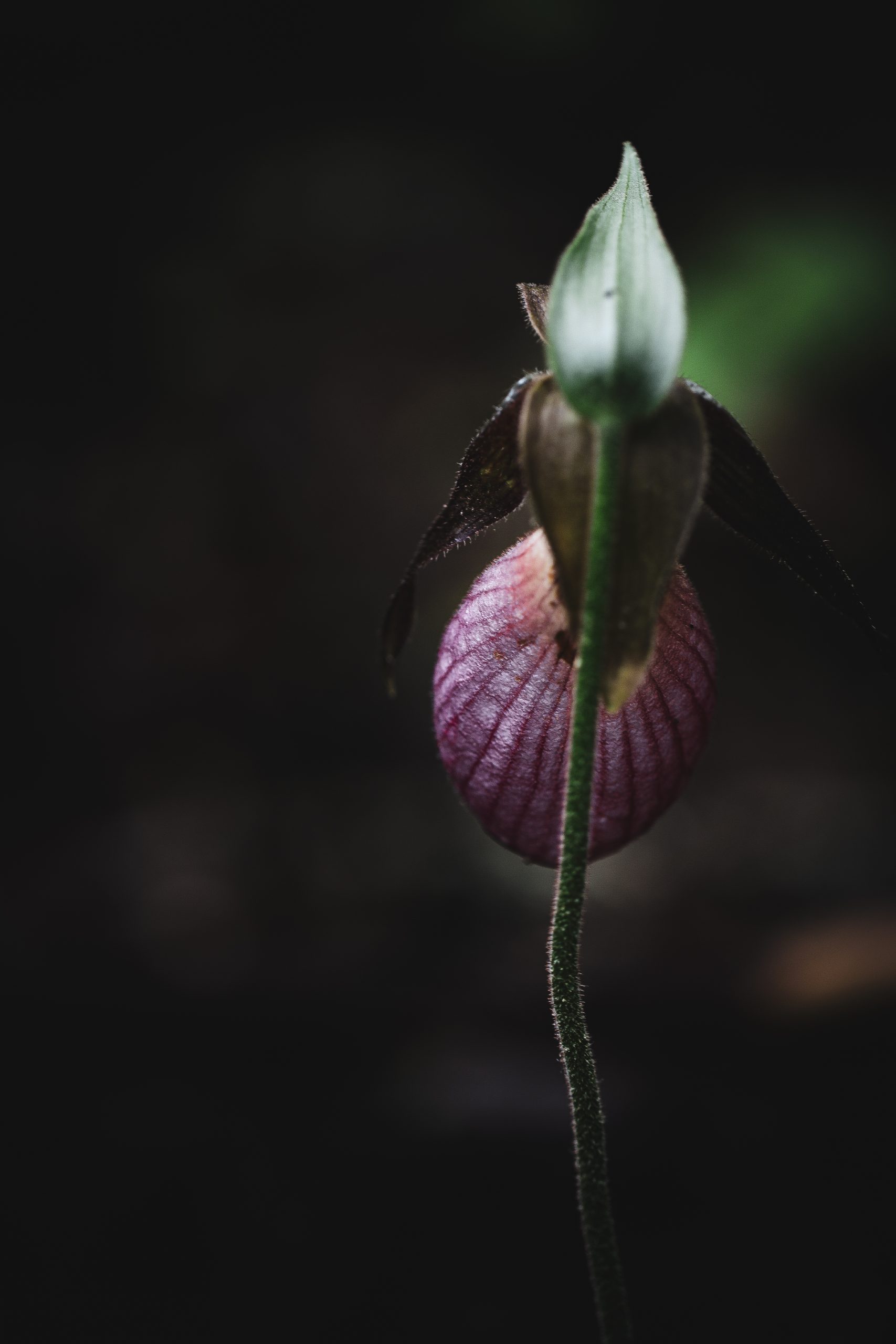 Shy Pink Lady's Slipper