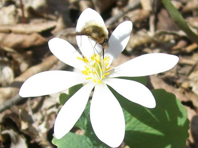 a hovering fly pollinating a blood root flower