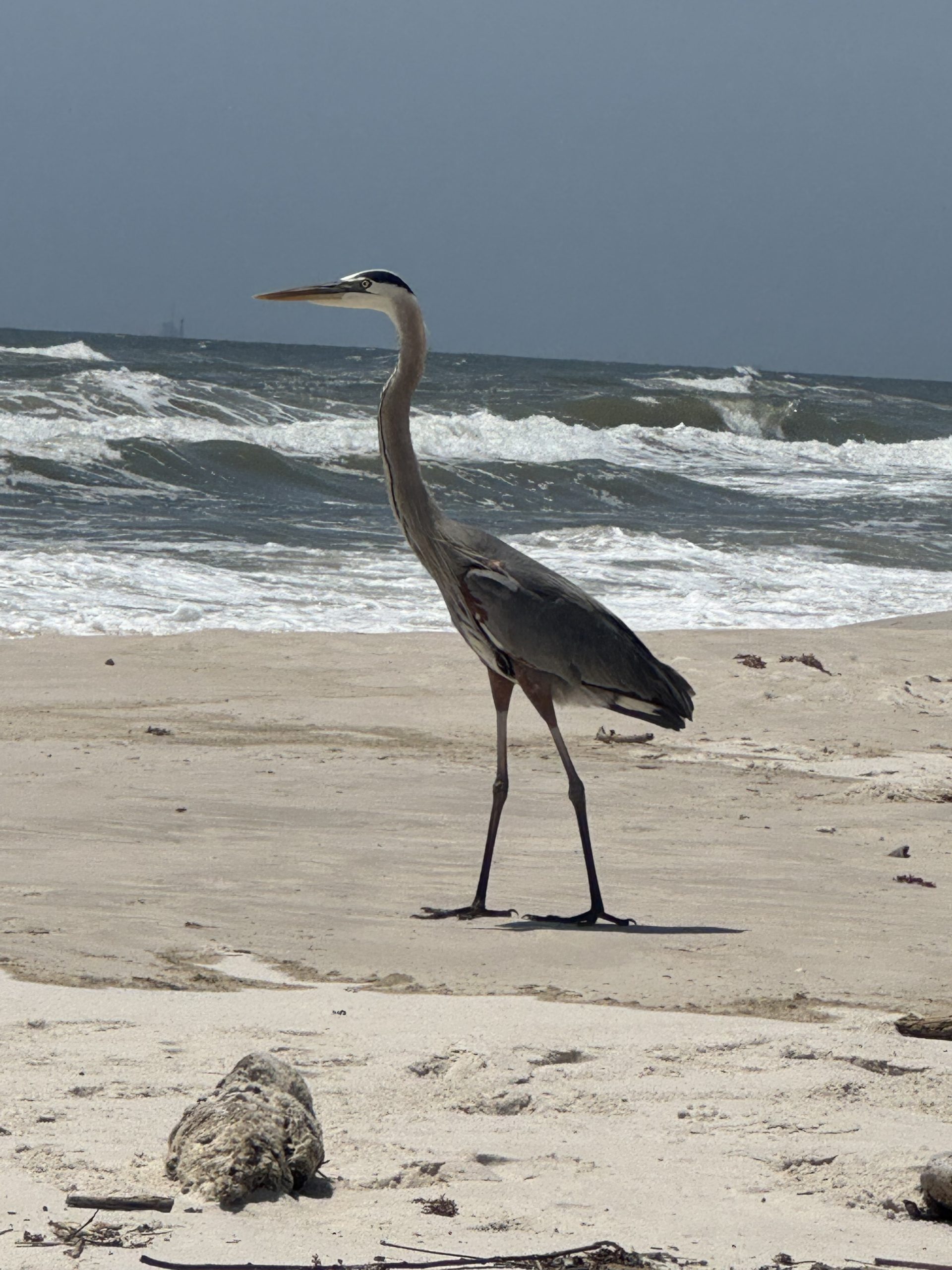 Ff a29ef2340666560dd382fb137d9228bc ff img 4702