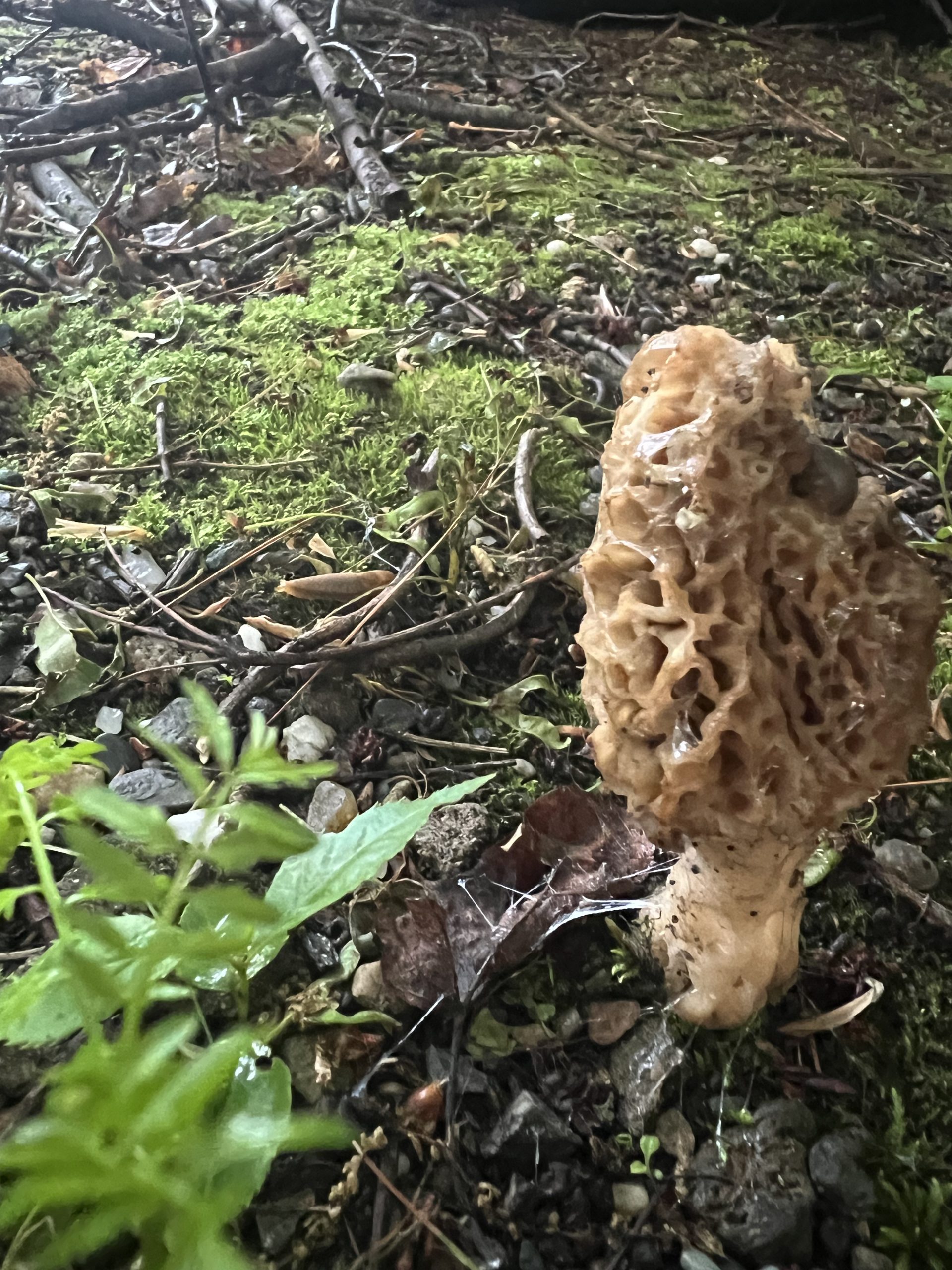 Morel Mushroom
