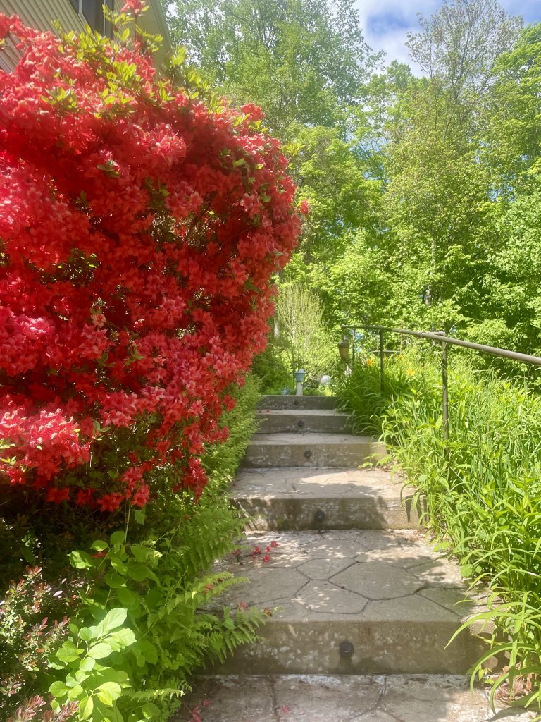 Azaleas in Bloom