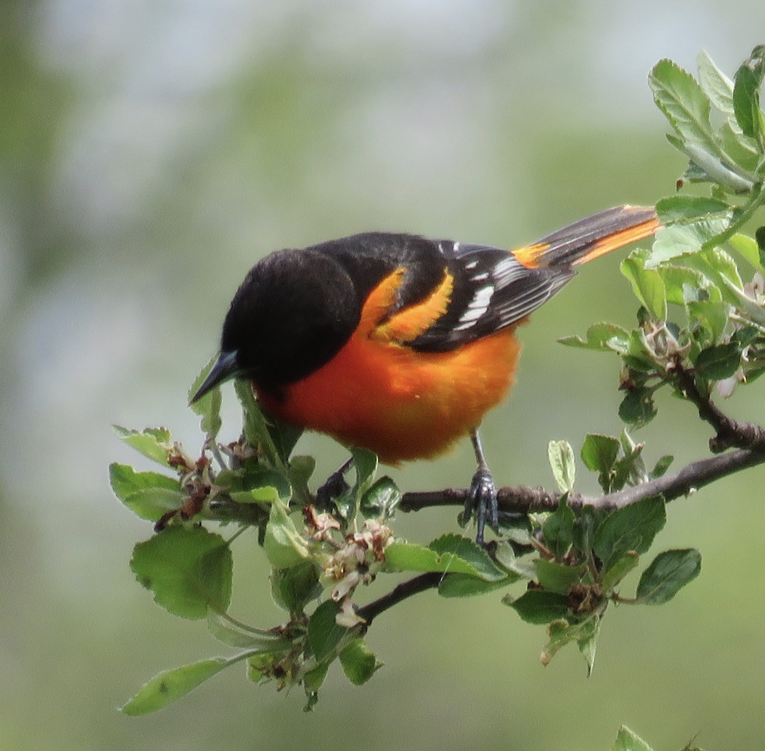 Baltimore Oriole