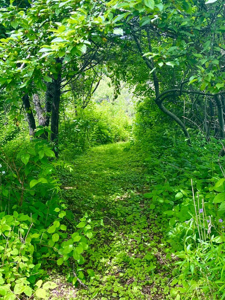 Larkin Trail