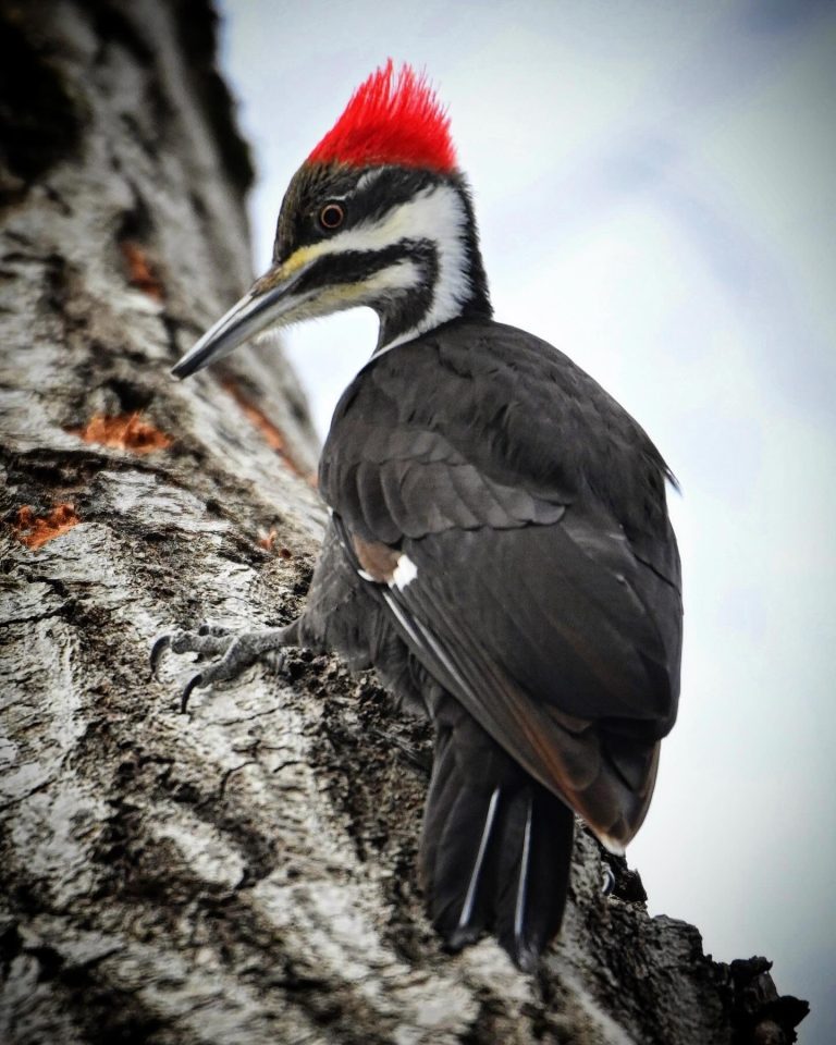 Pileated Woodpecker