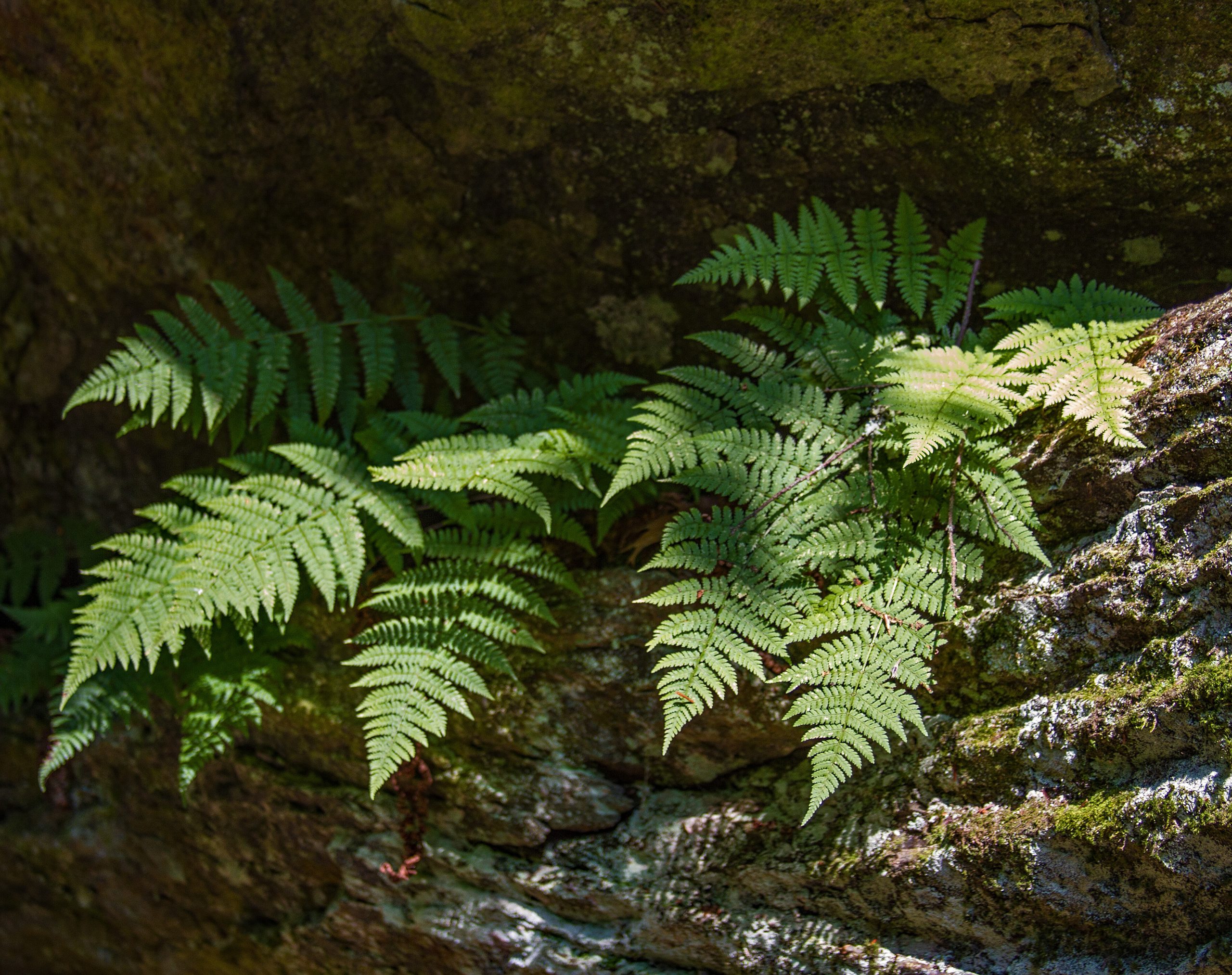 Wood Ferns in rock crevice. July, 2015.
