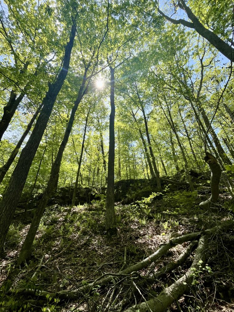 Lilly Preserve