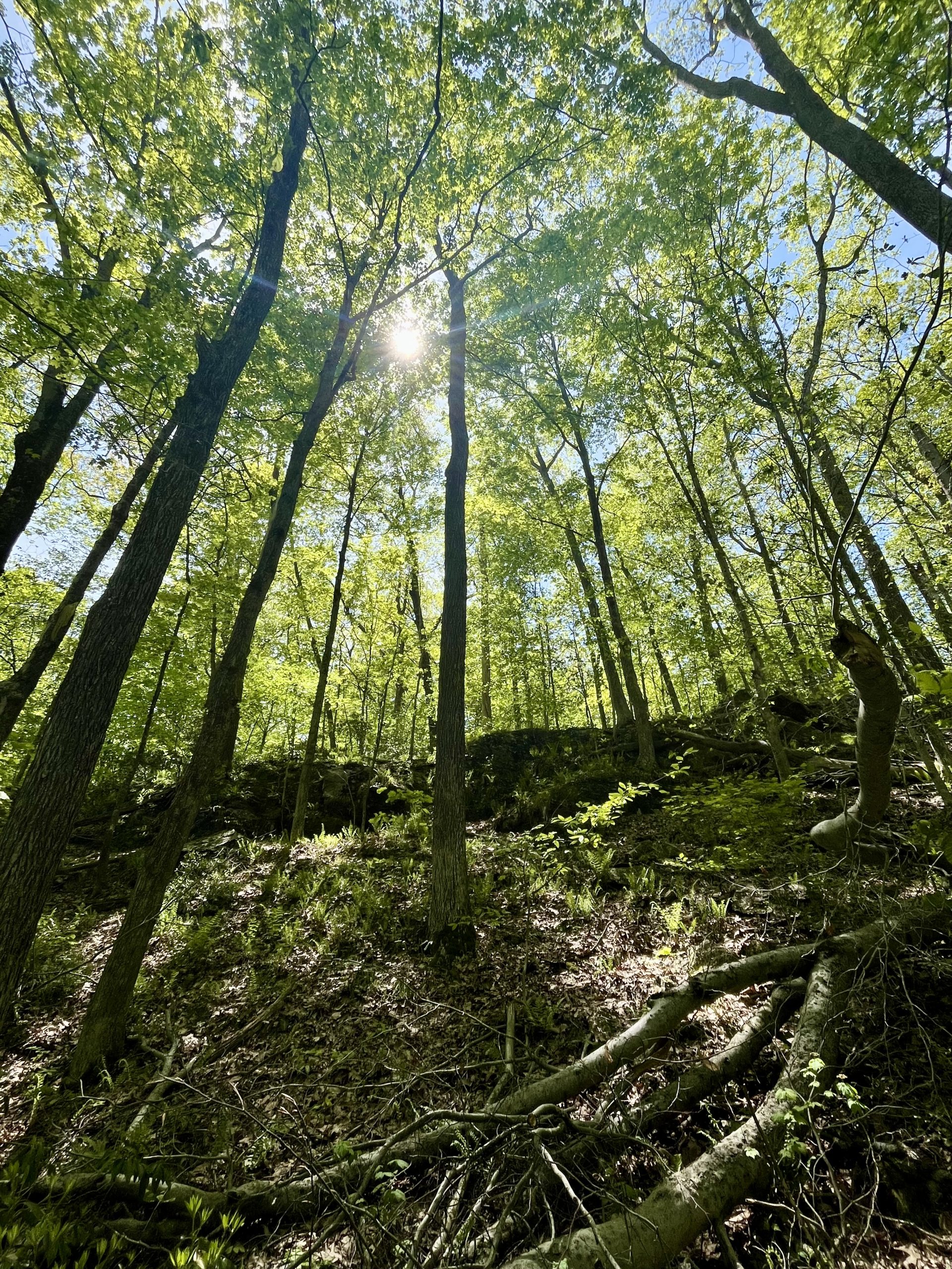 Lilly Preserve