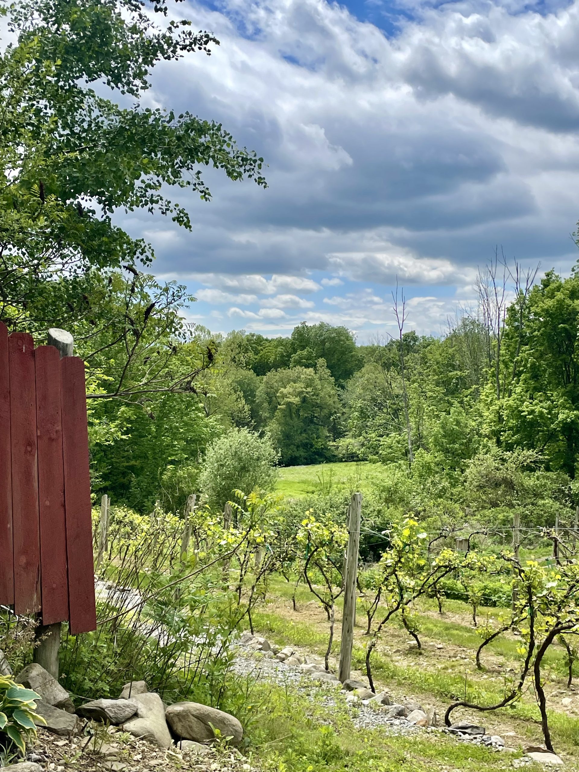 Walker Road Vineyard