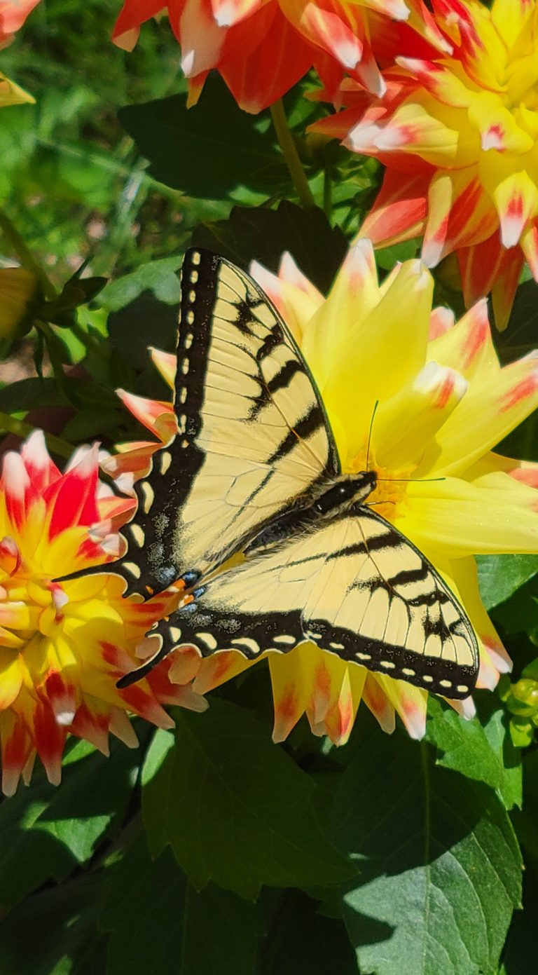 Tiger Swallowtail