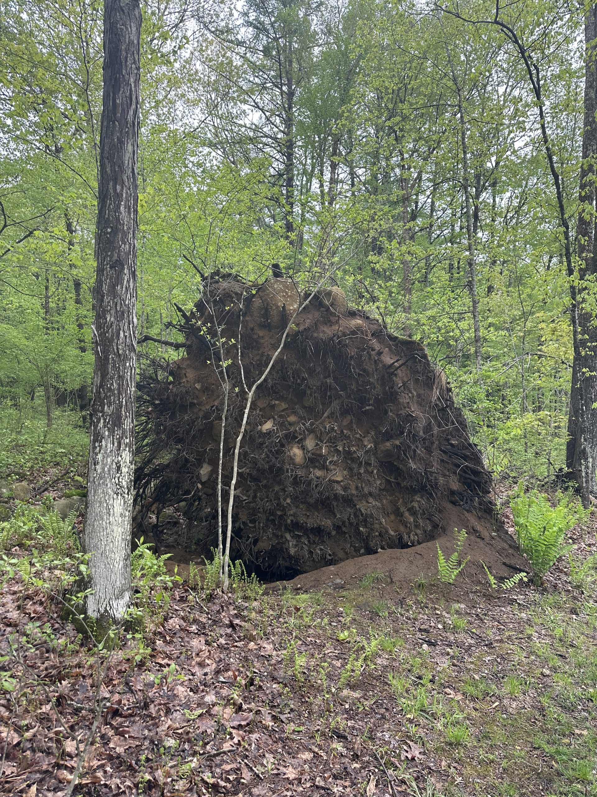 Fallen tree along the hiking trail