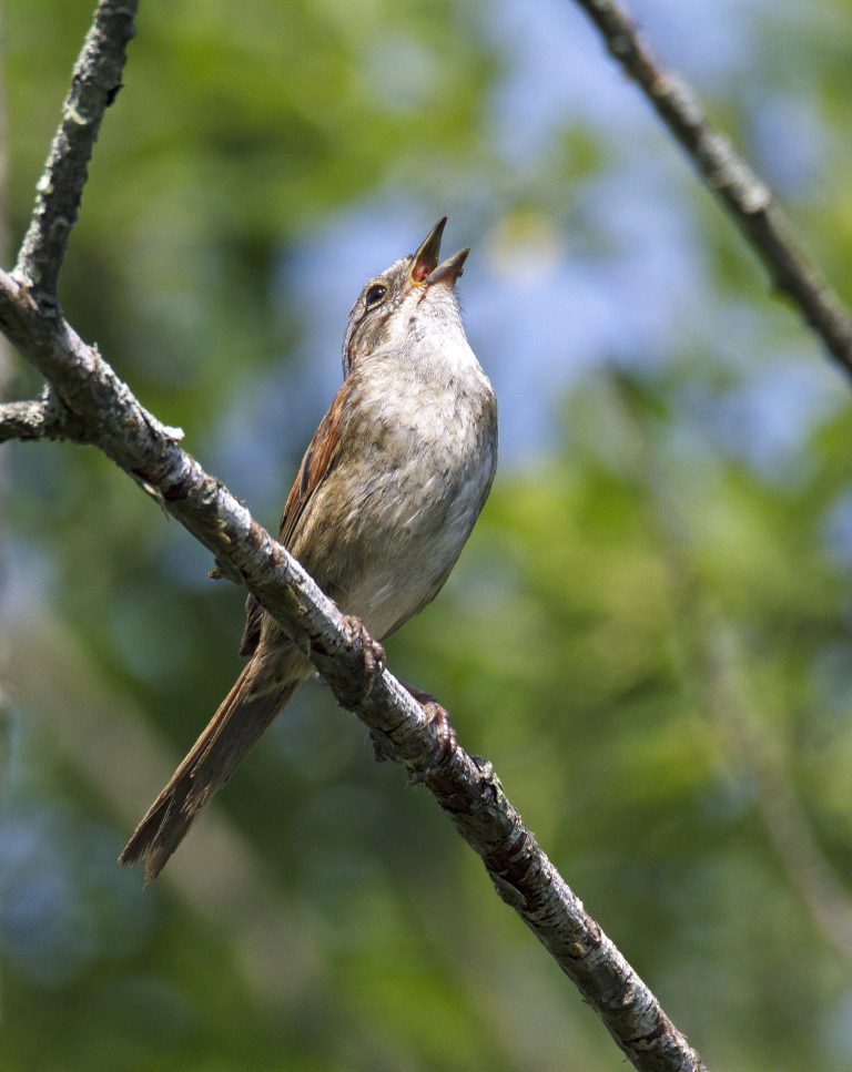 Swamp Sparrow singing. June 2016