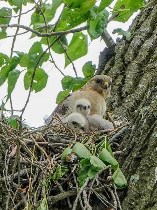 Mommy Red tail hawk and her 3 babies spotted up in a tree as I was walking around the Derby Walkway down by the Housatonic.
