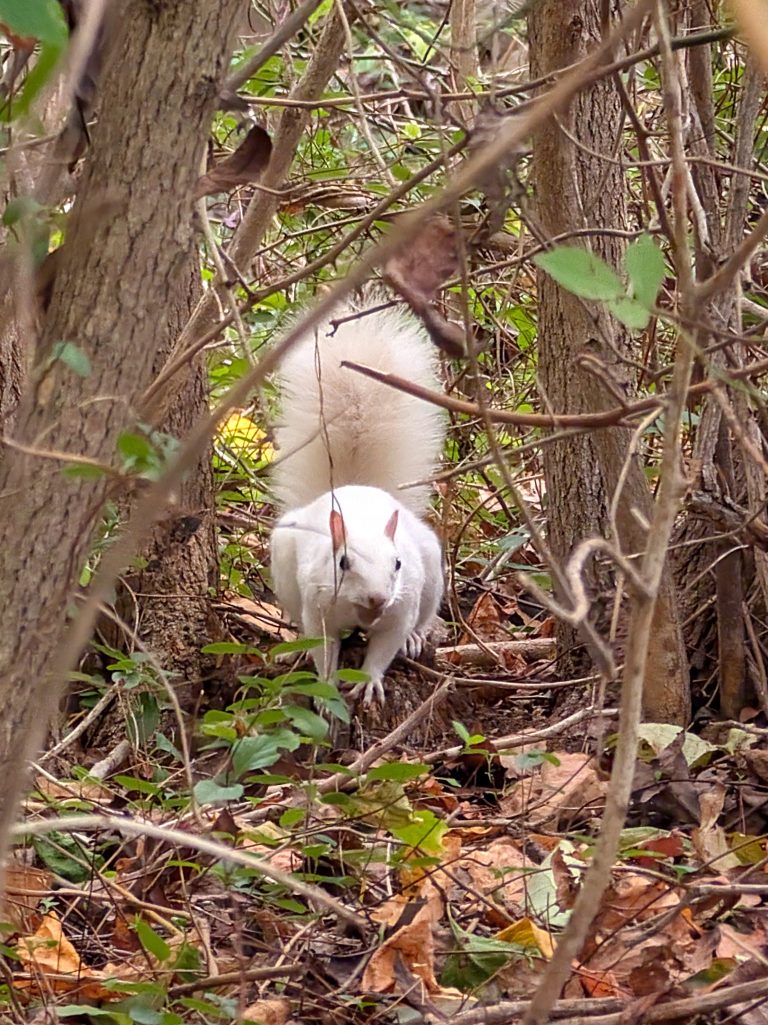 Was hiking on the trails at Naugatuck State Forest when I saw this white squirrel climbing up the tree.Never saw a white squirrel.