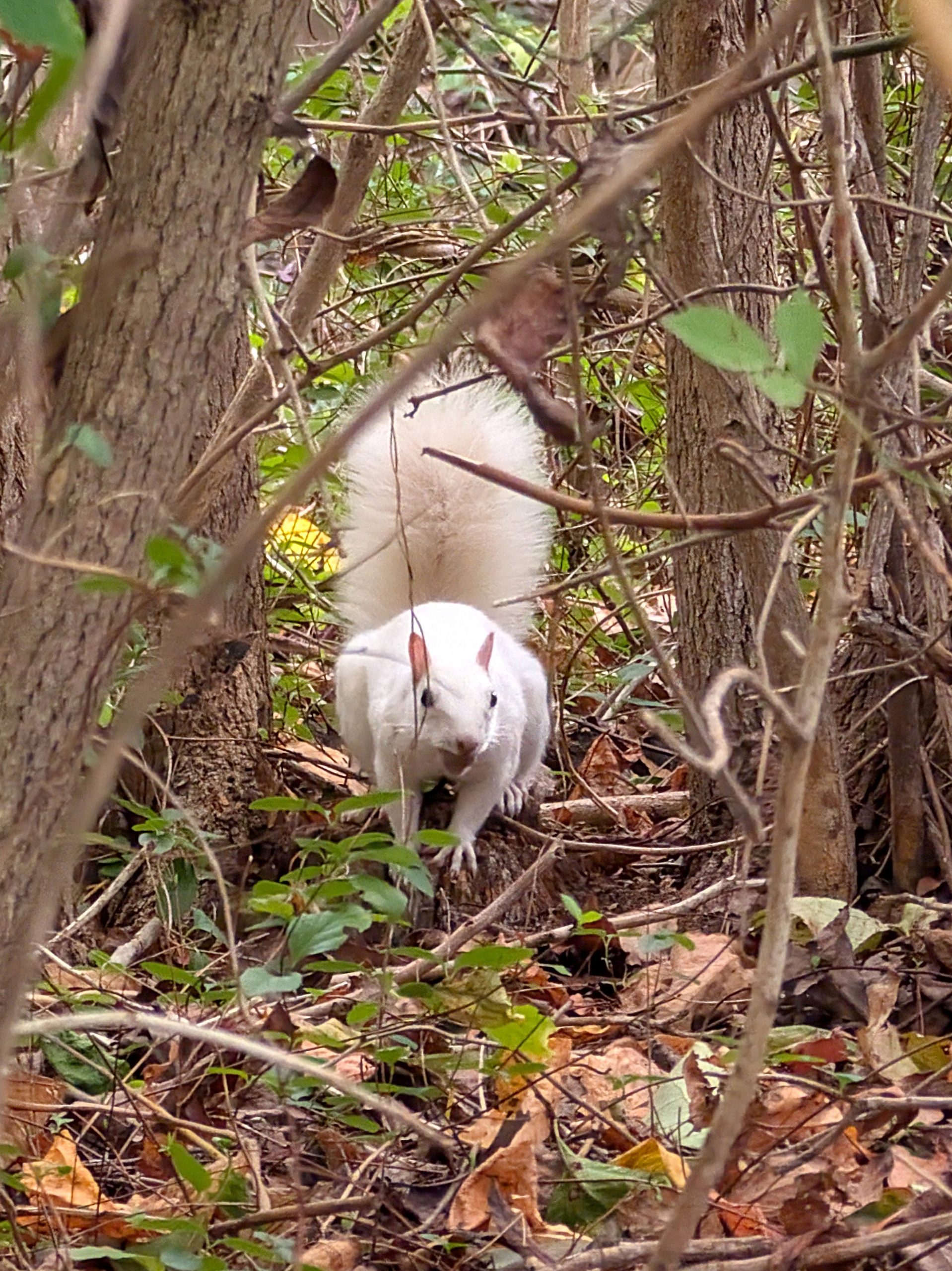 Was hiking on the trails at Naugatuck State Forest when I saw this white squirrel climbing up the tree.Never saw a white squirrel.