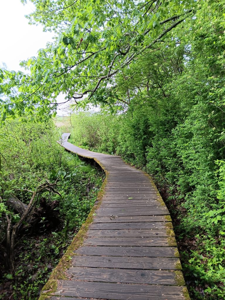 Board walk