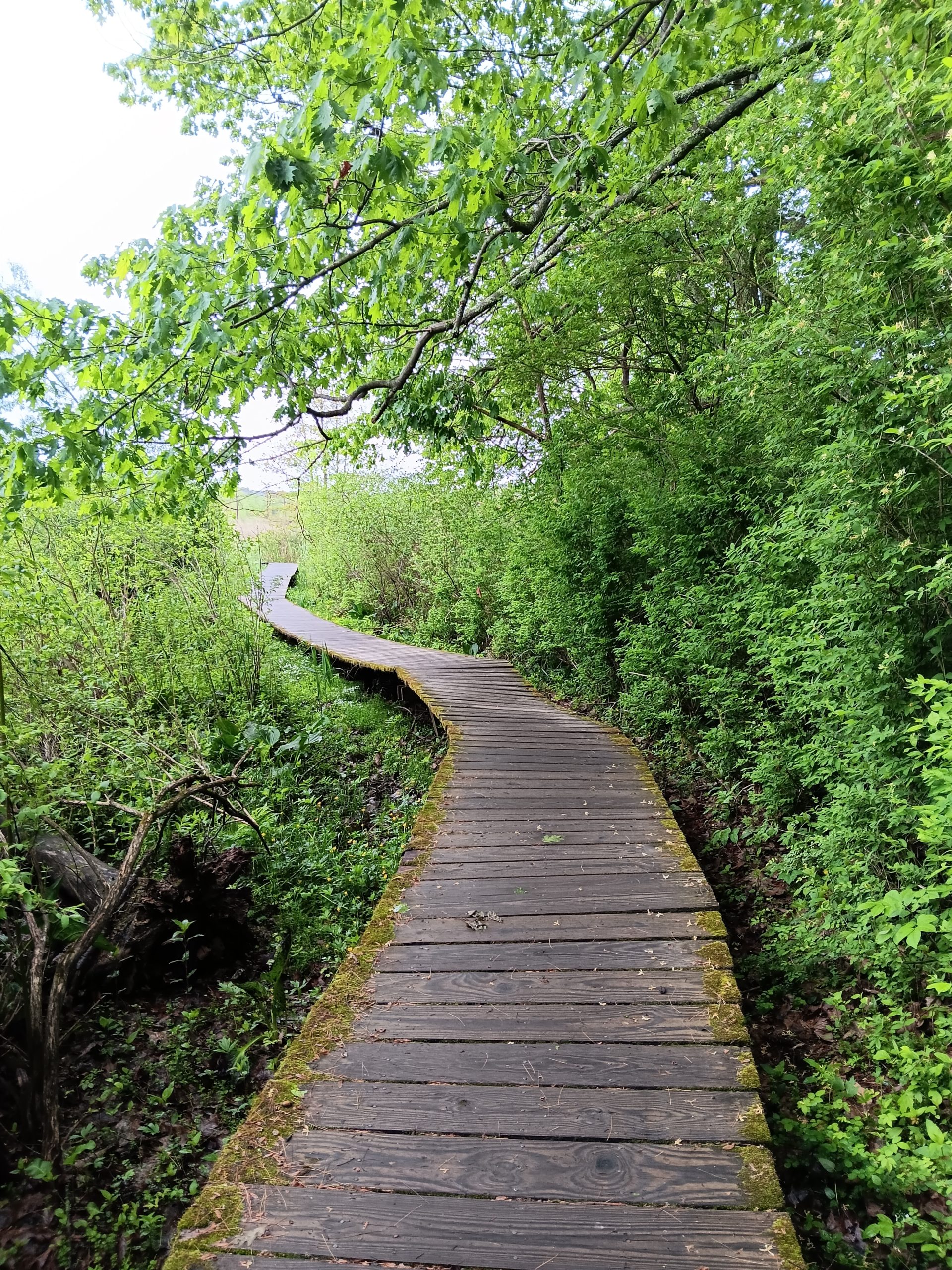 Board walk