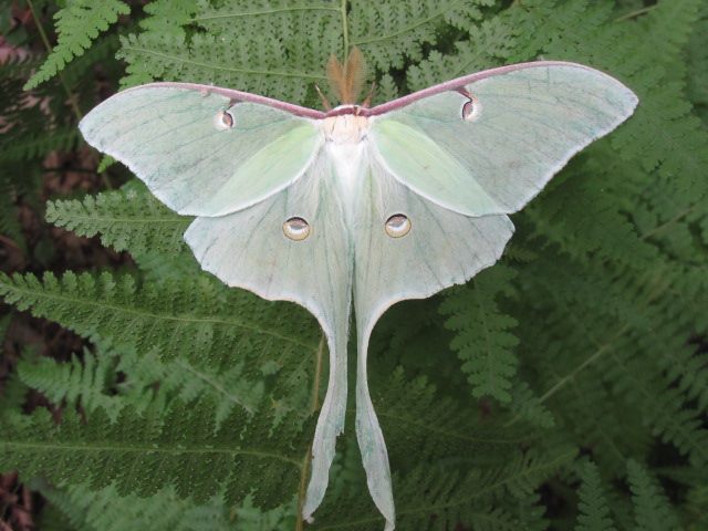 Luna moth on a fern