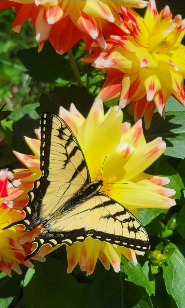 Tiger Swallowtail