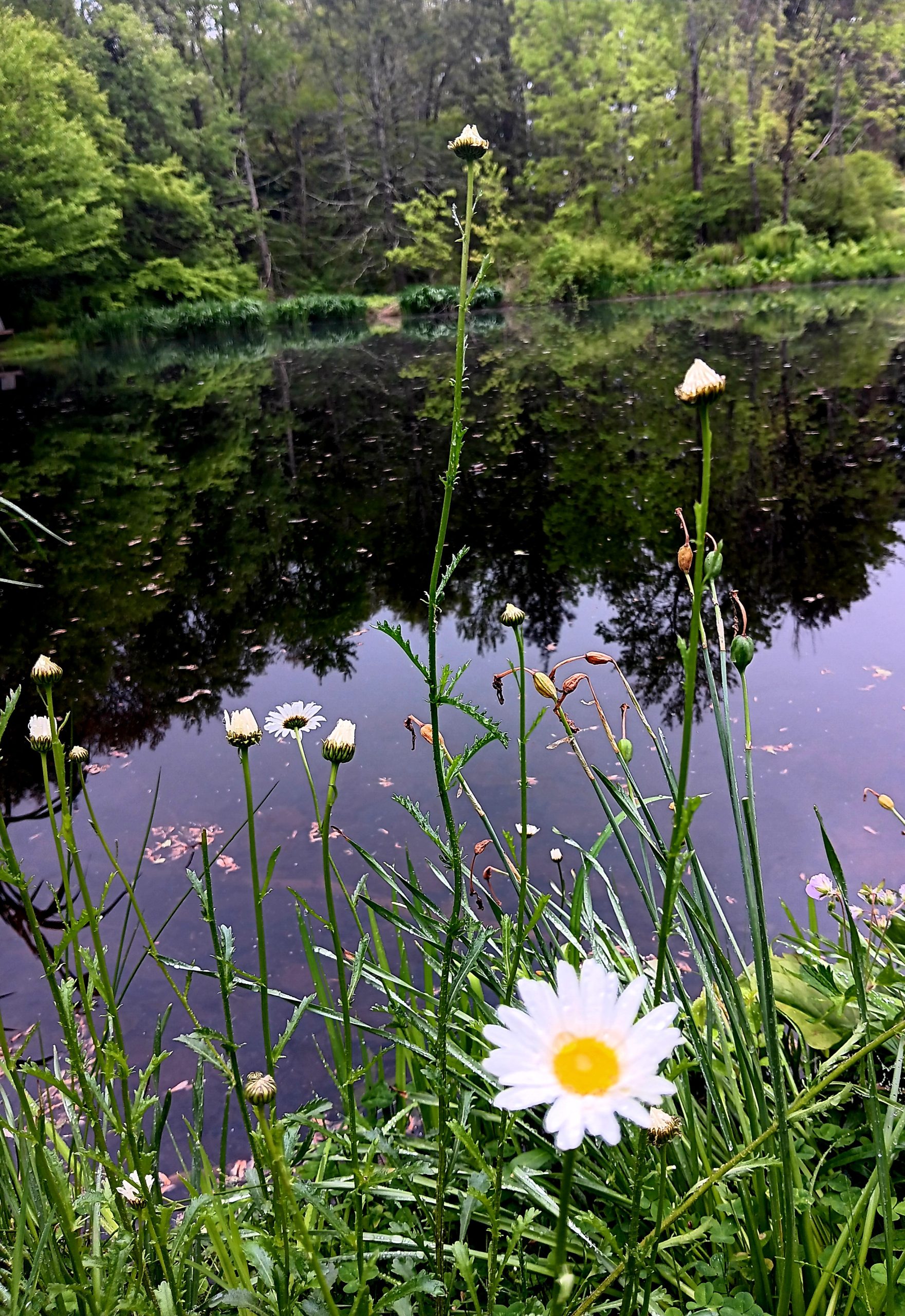 Pond
