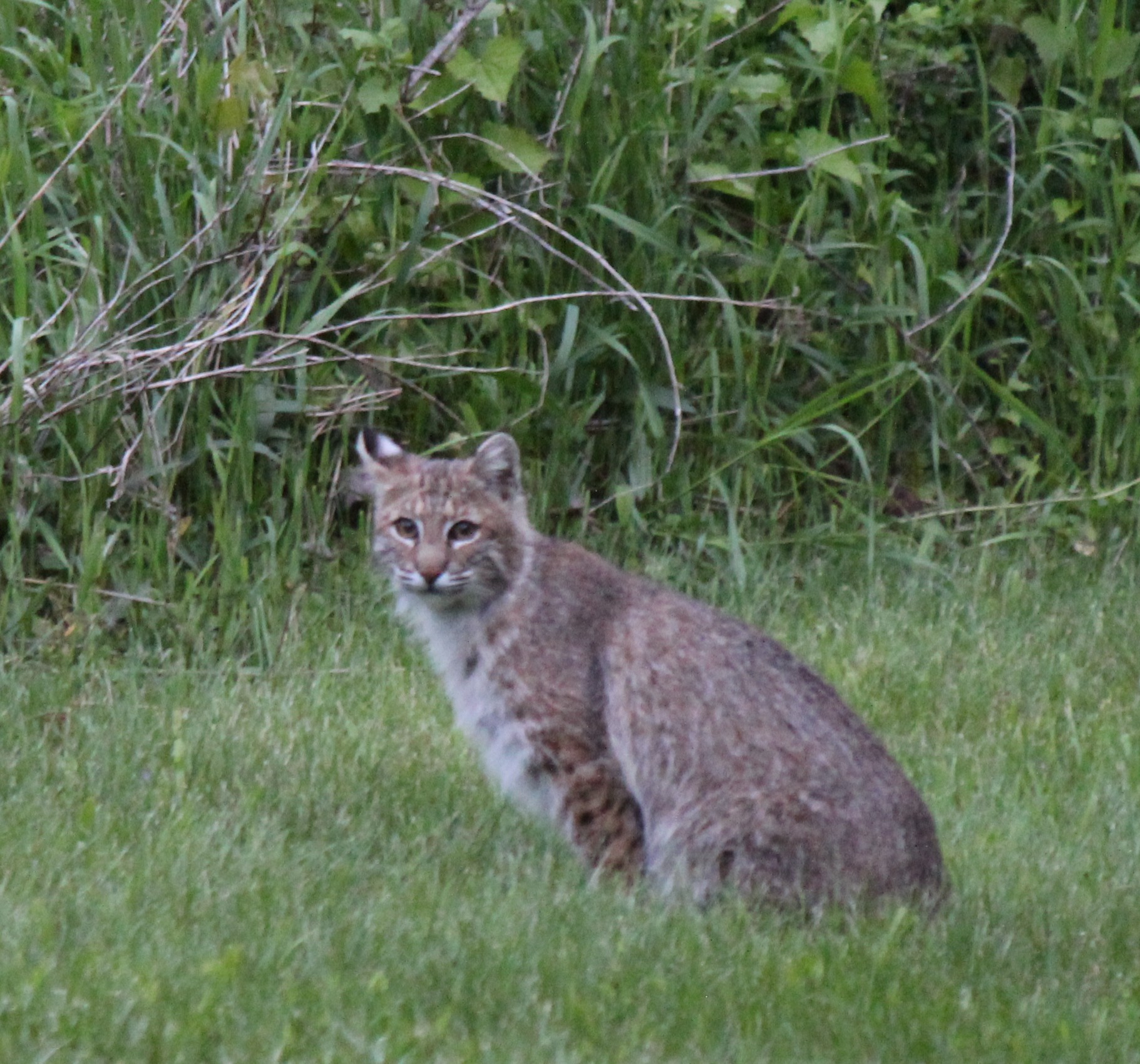 Bobcat