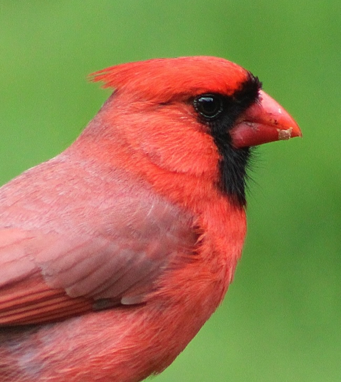 Red Cardinal