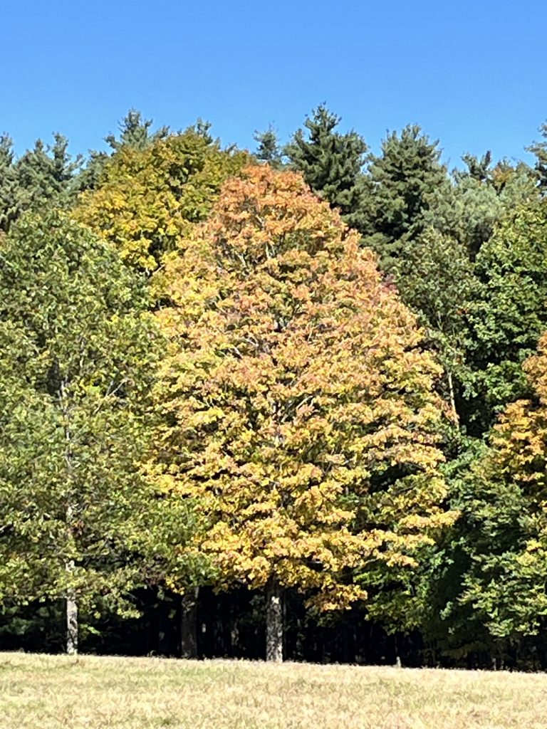 Fall tree