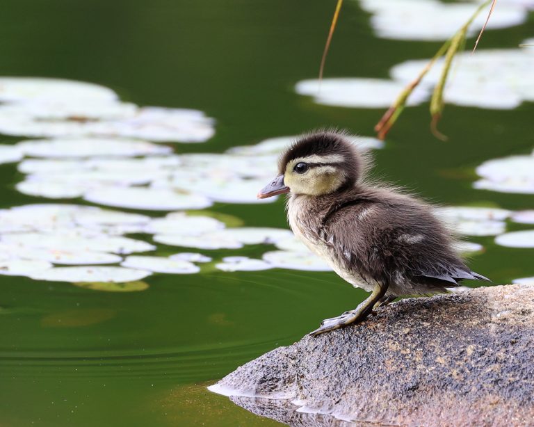 Wood Duckling