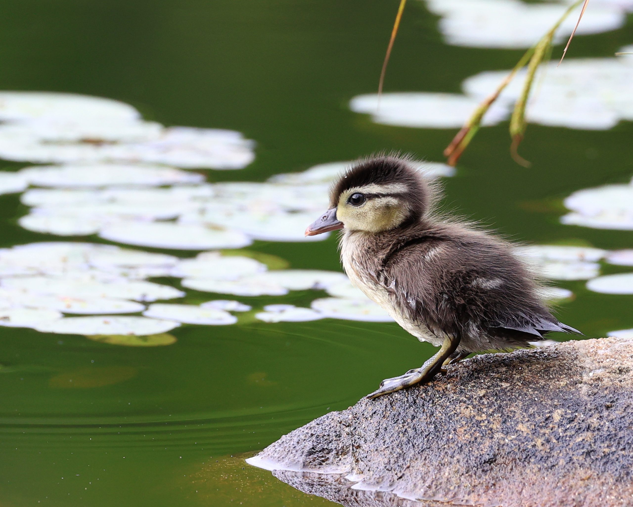 Wood Duckling