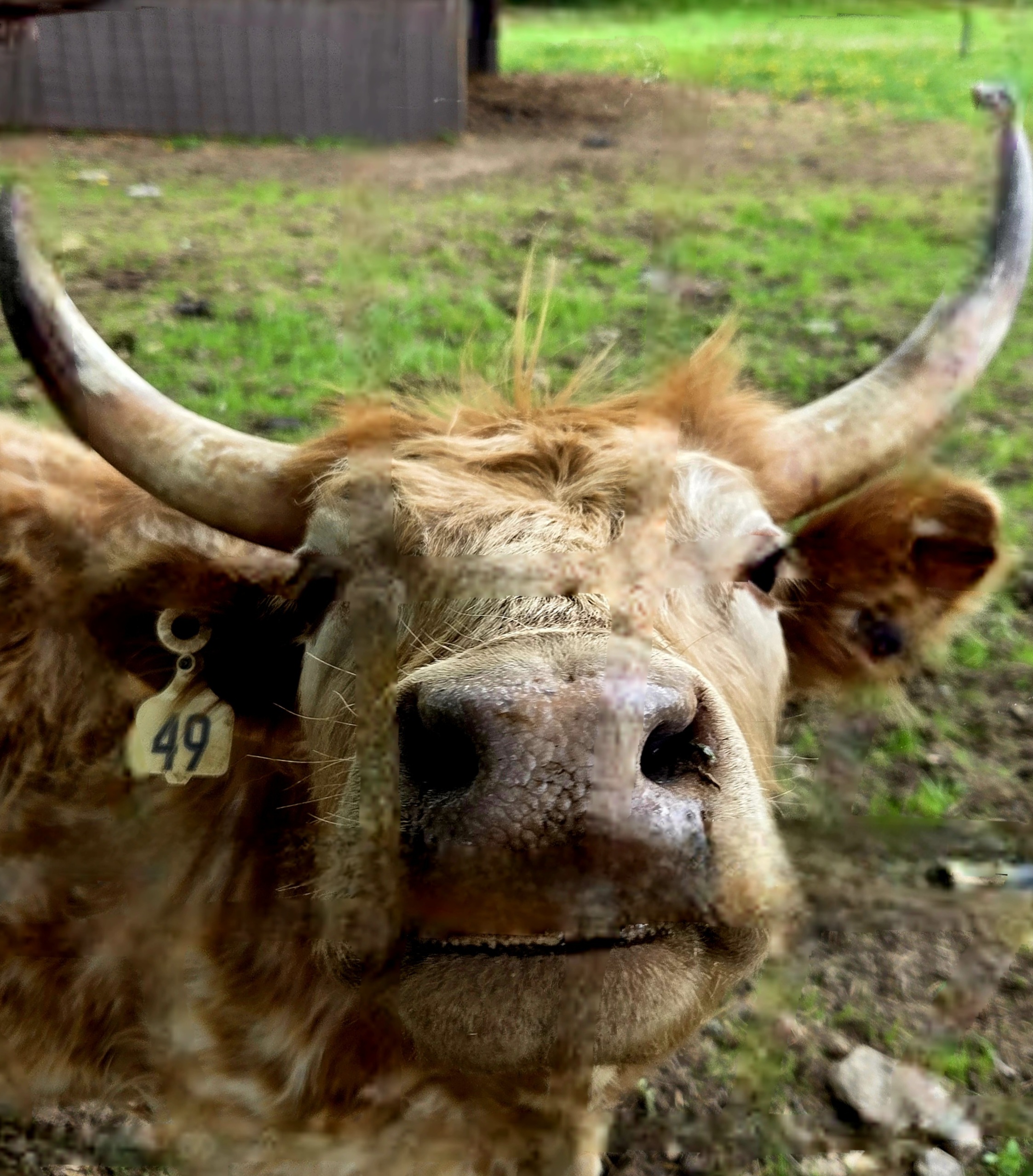 Highland cow at the Action Wildlife Foundation