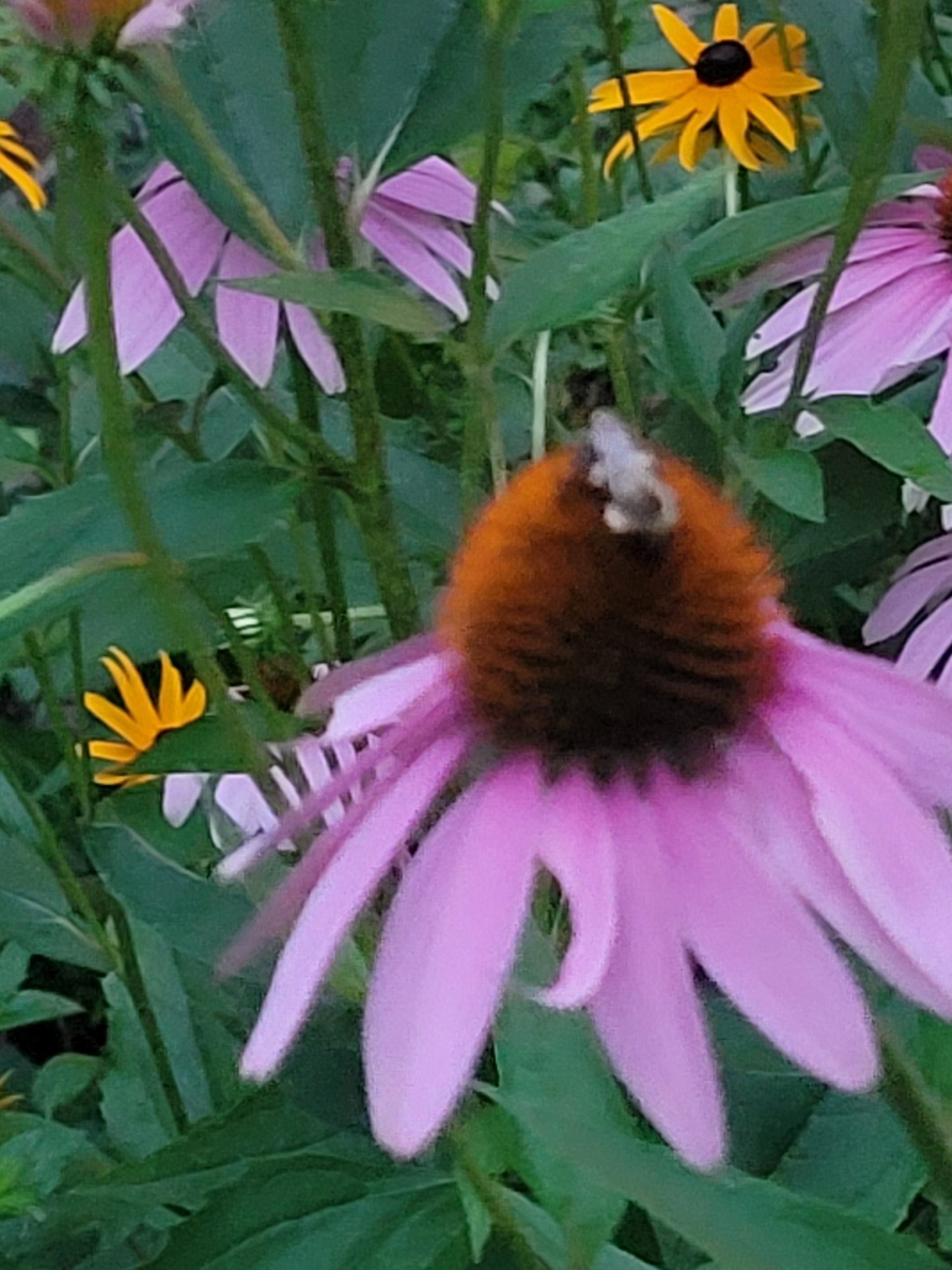 Late summer food & fauna