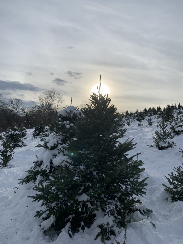 Tree Topper