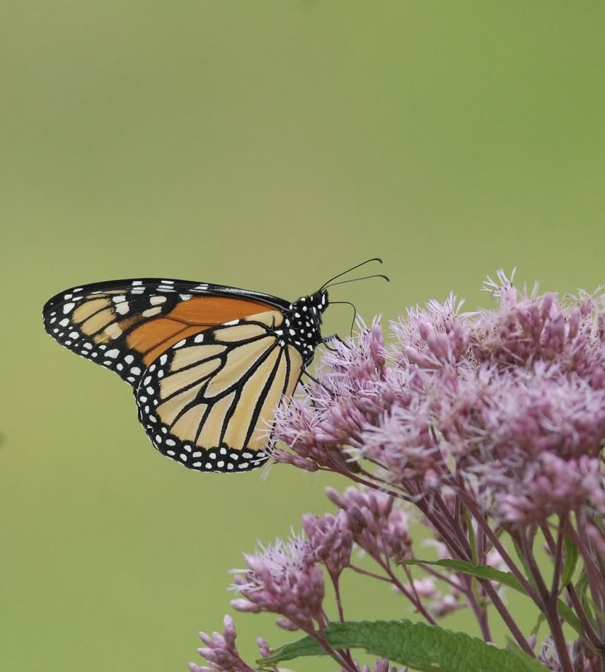 Monarch enjoying life