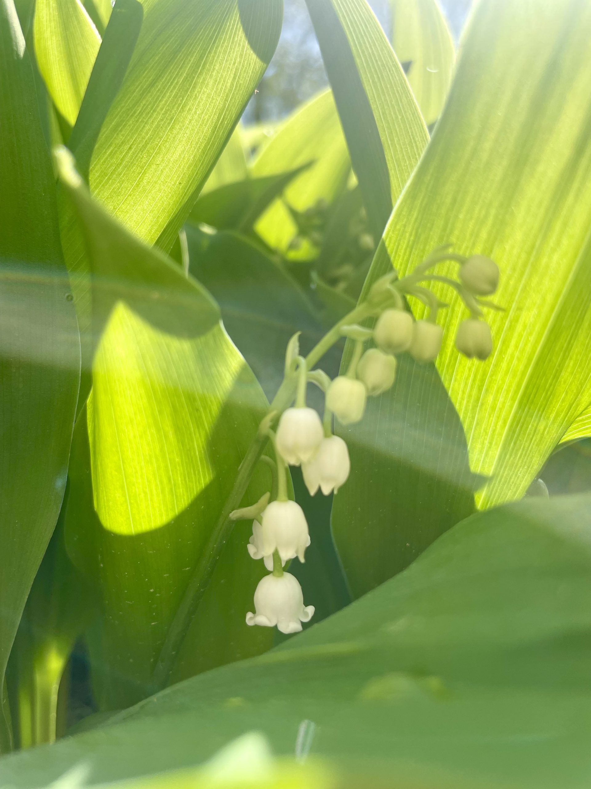 Lily of the Valley in Morning Sun