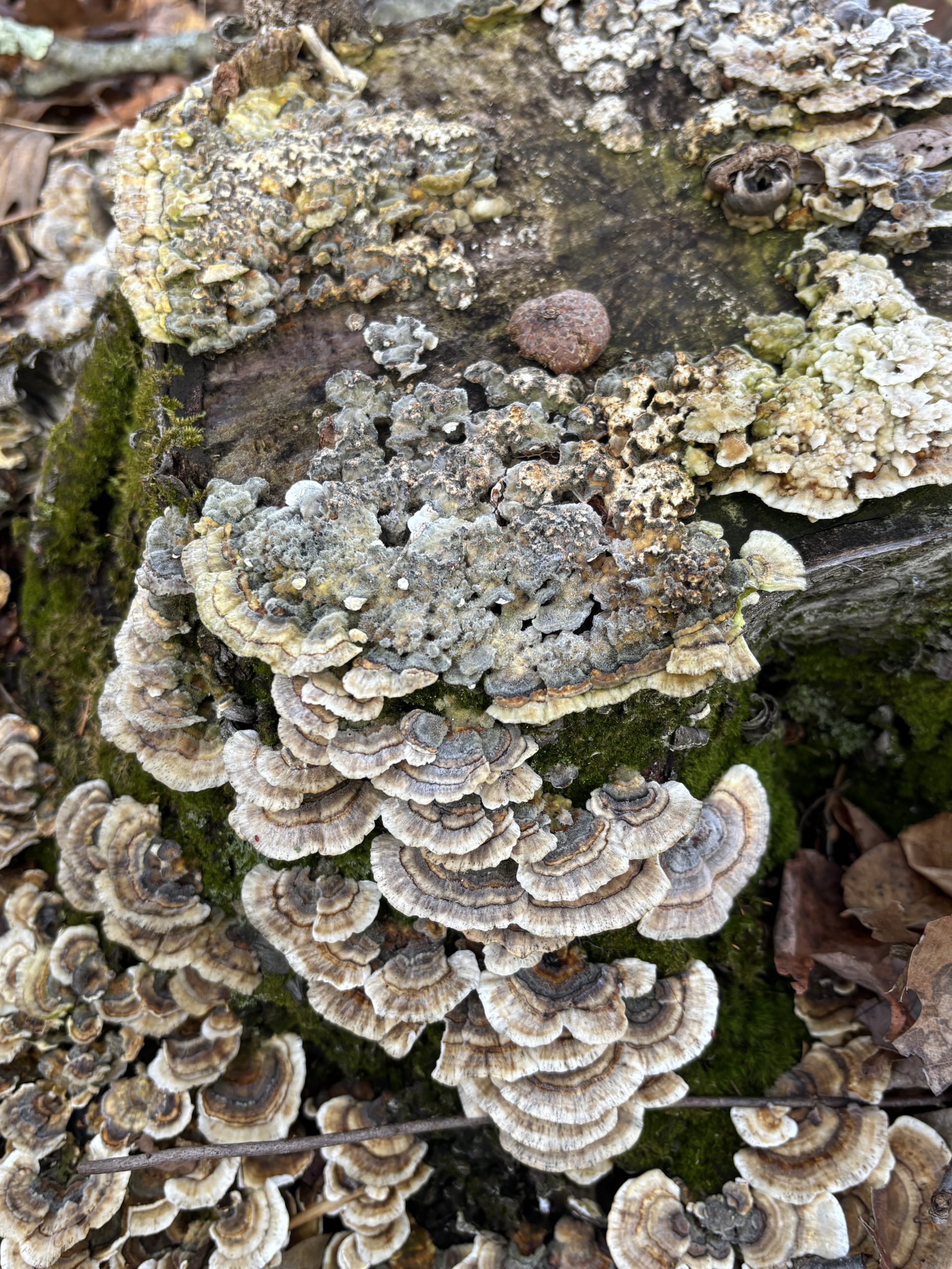 Fungus
