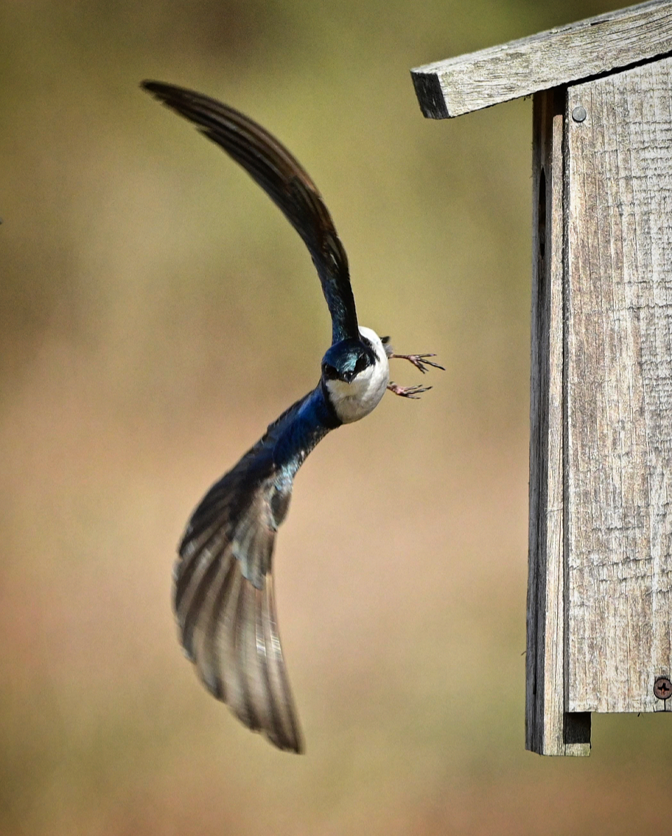 Tree Swallow doing a flyby