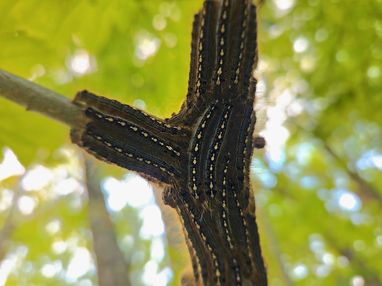 Caterpillars cover a tree branch