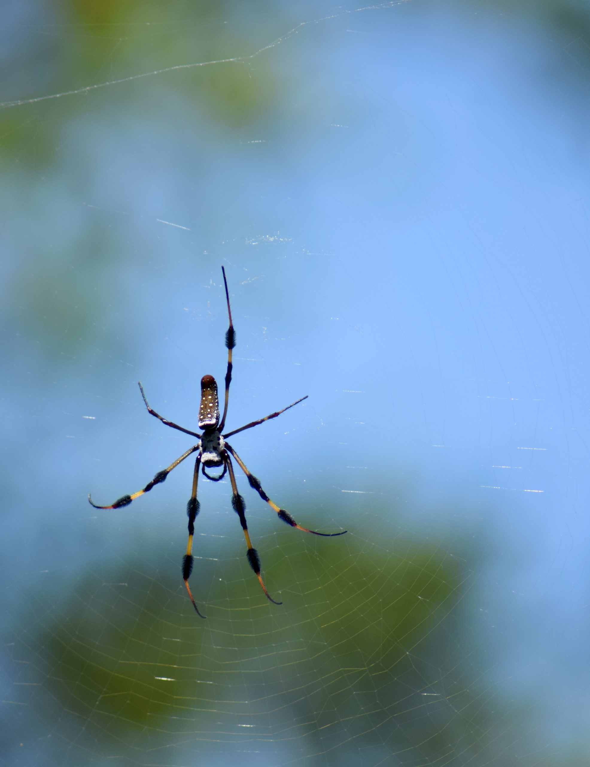 A spider making a web!