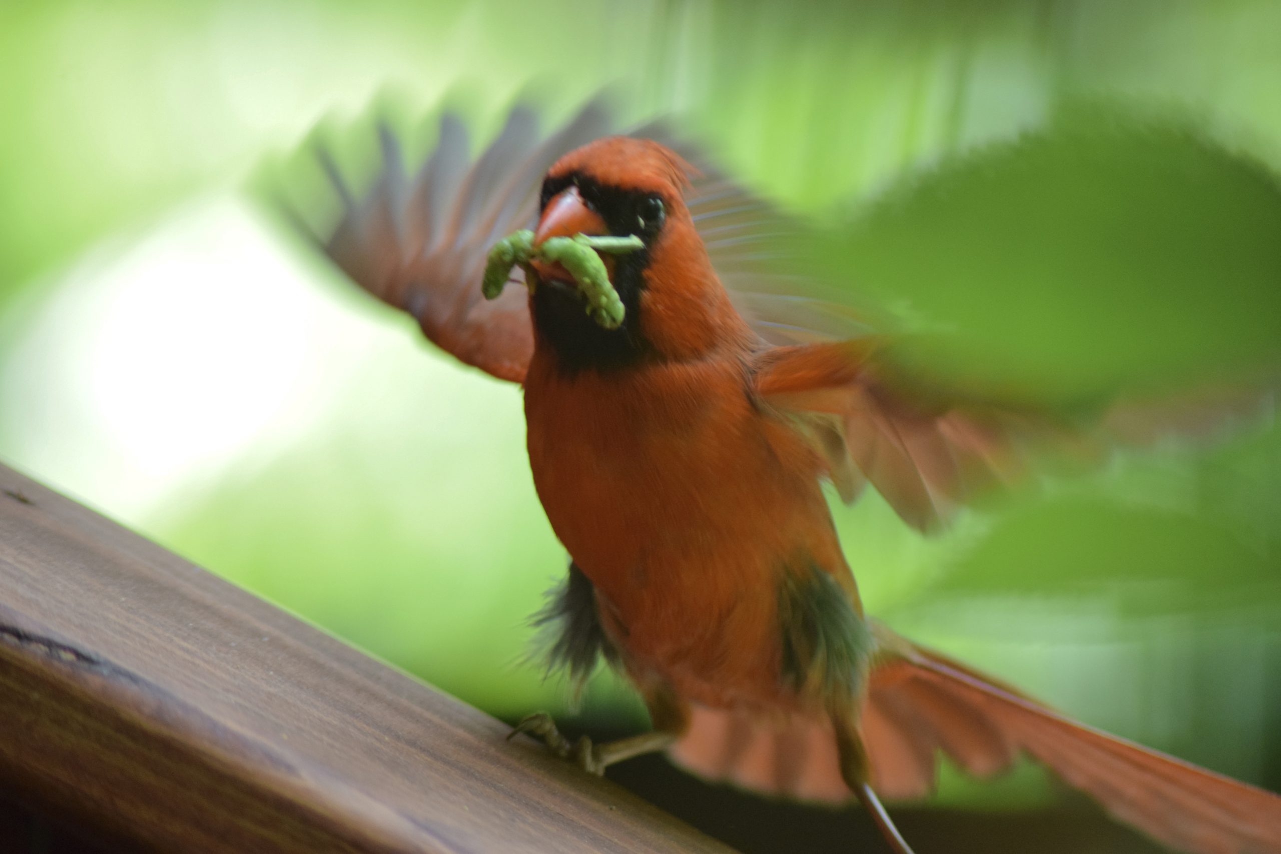 A cardinal bringing worms to her babies!