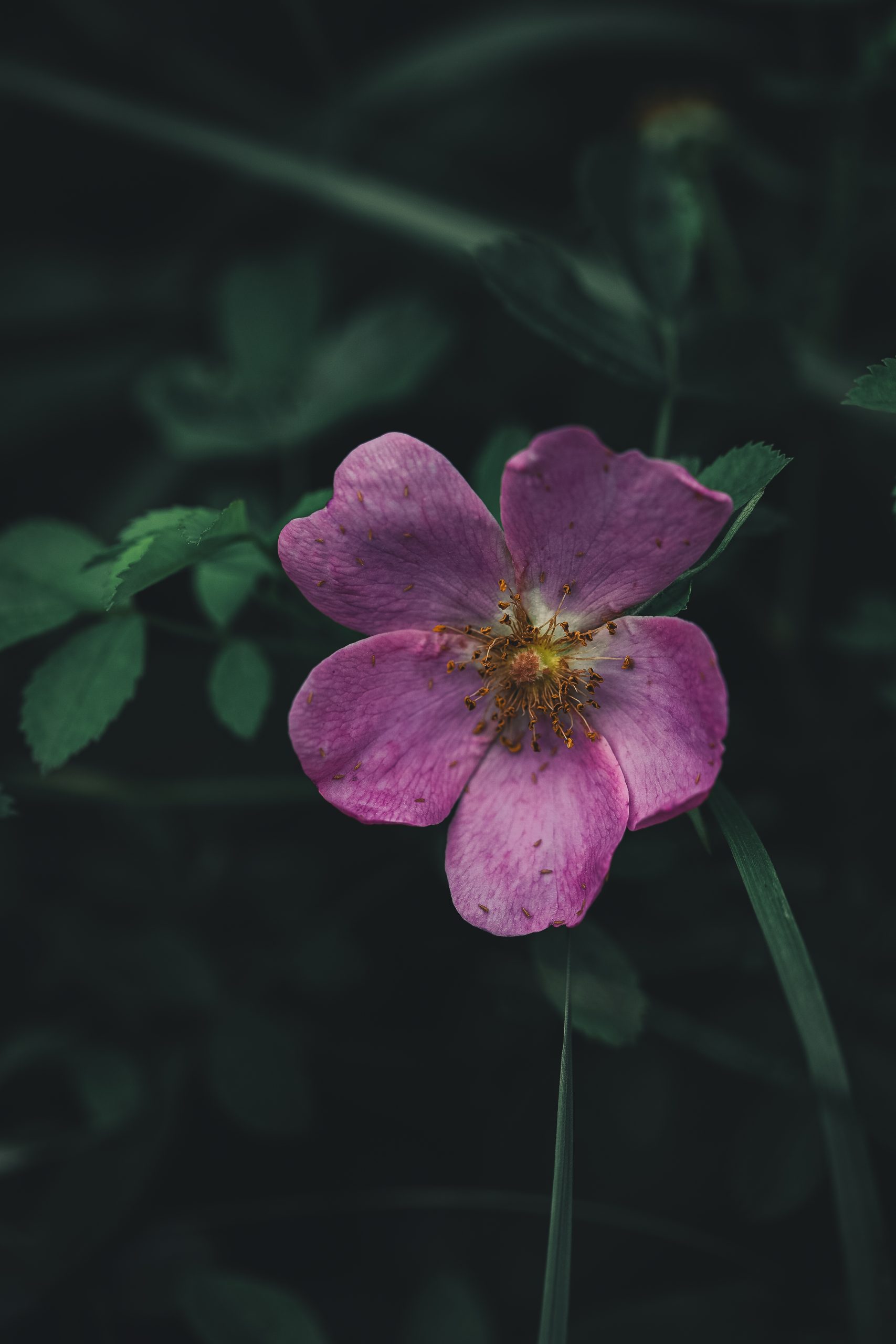 Swamp rose