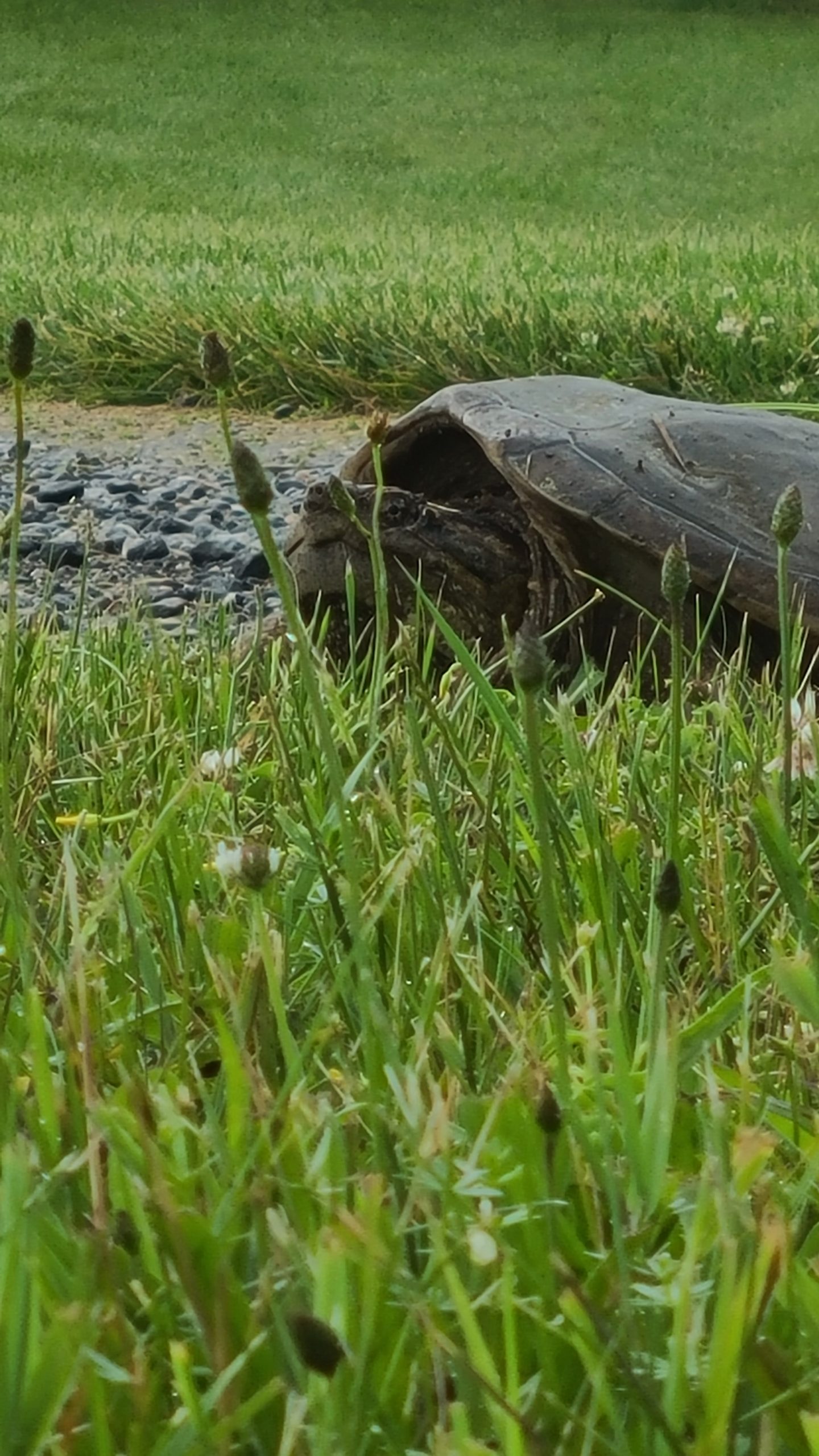 Snapping Turtle