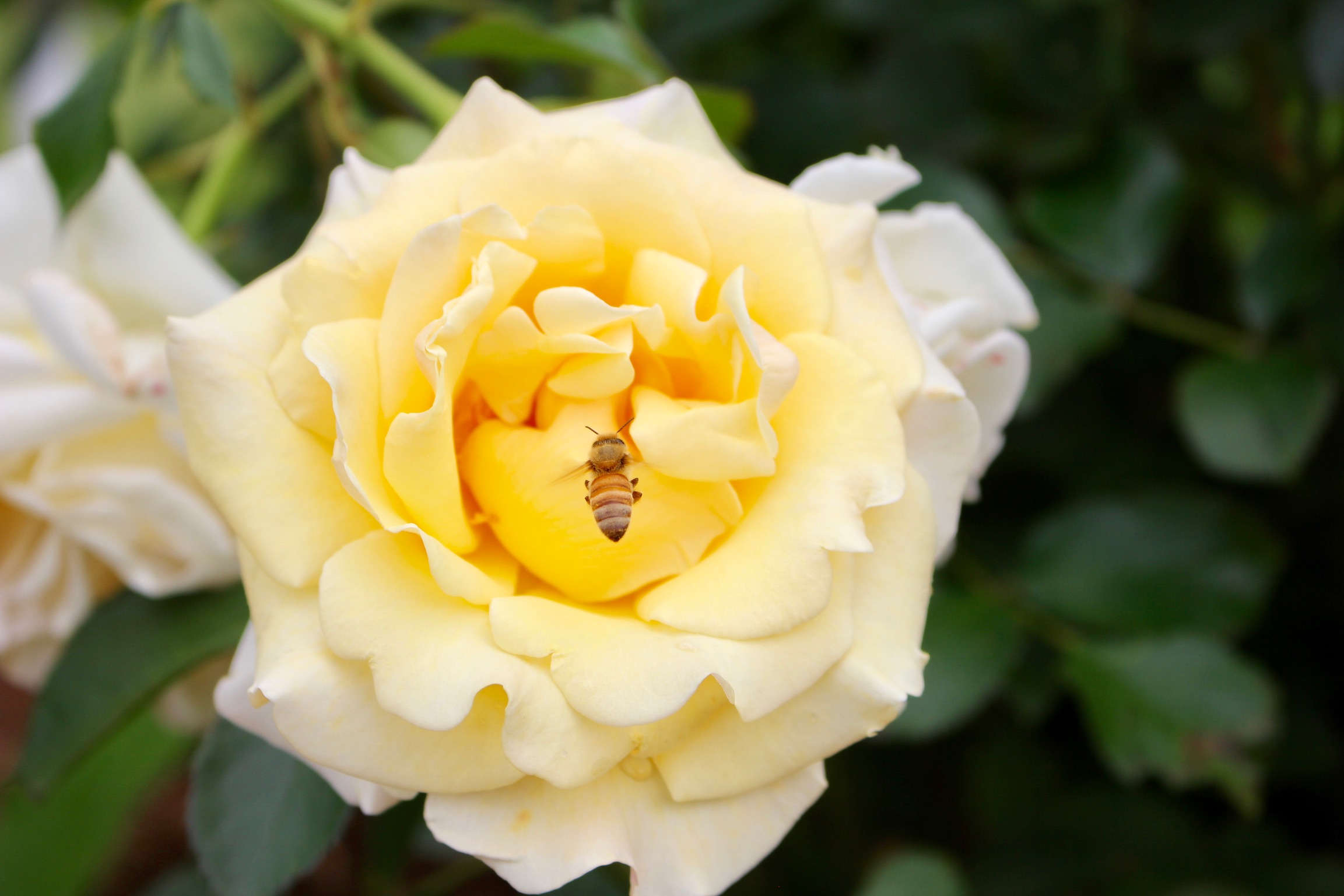 Some of the first shots I took when I bought my first Canon Camera from a pawn shop! Yellow roses have a special place in my heart. Symbolizing signs from my father from above!