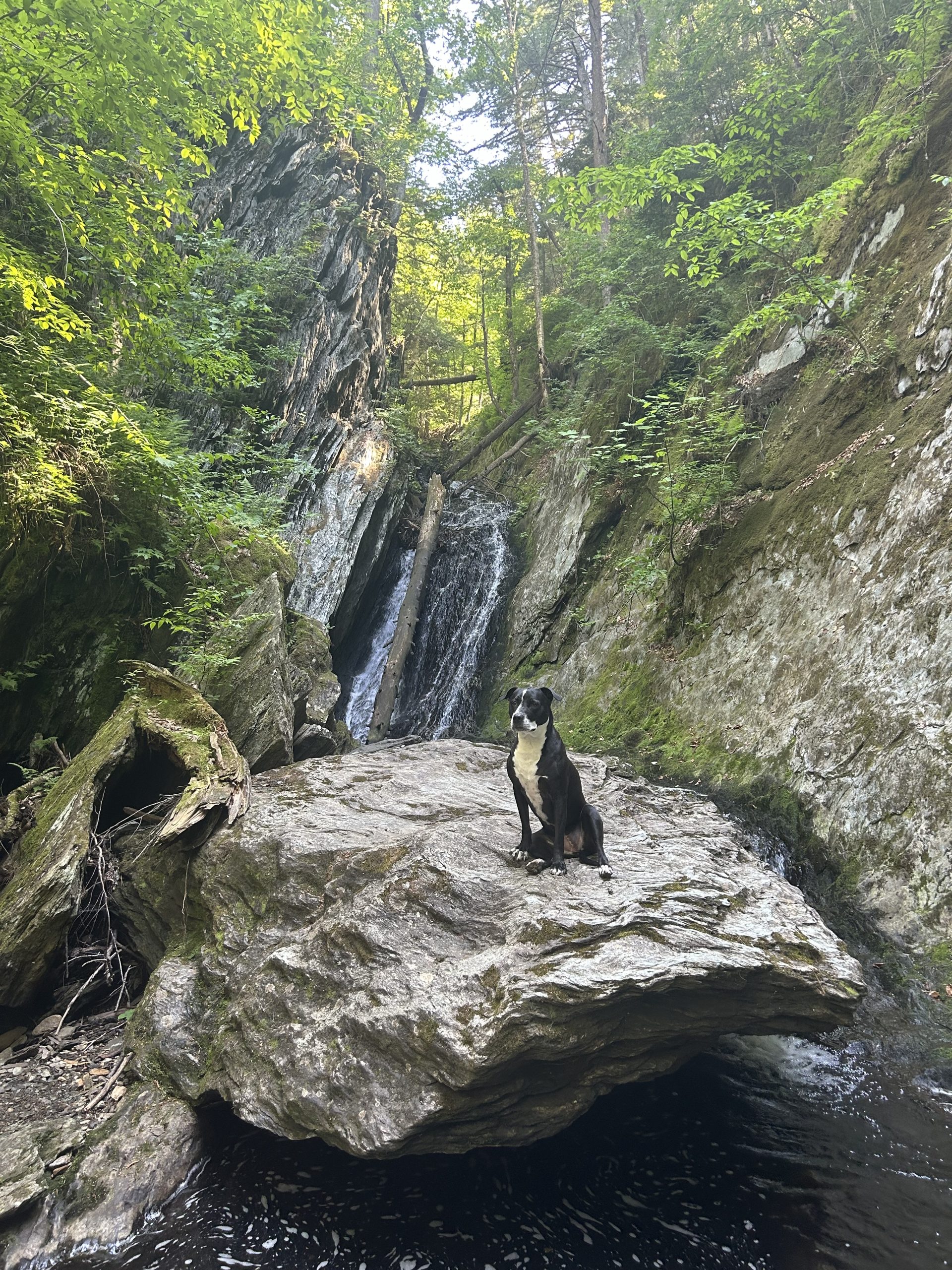 Miss Raven enjoying Tannery Falls in Savoy