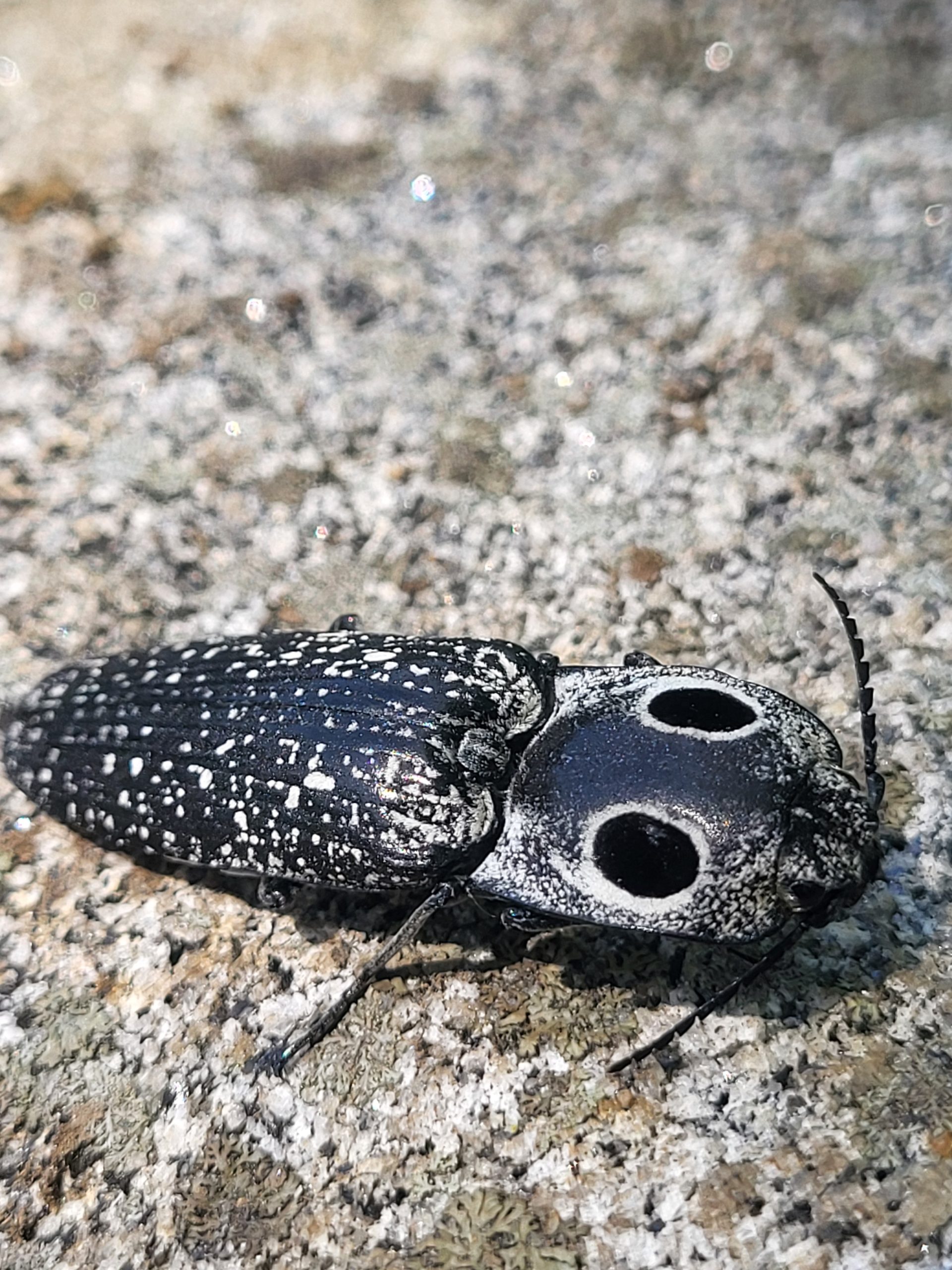 Eyed Click Beetle