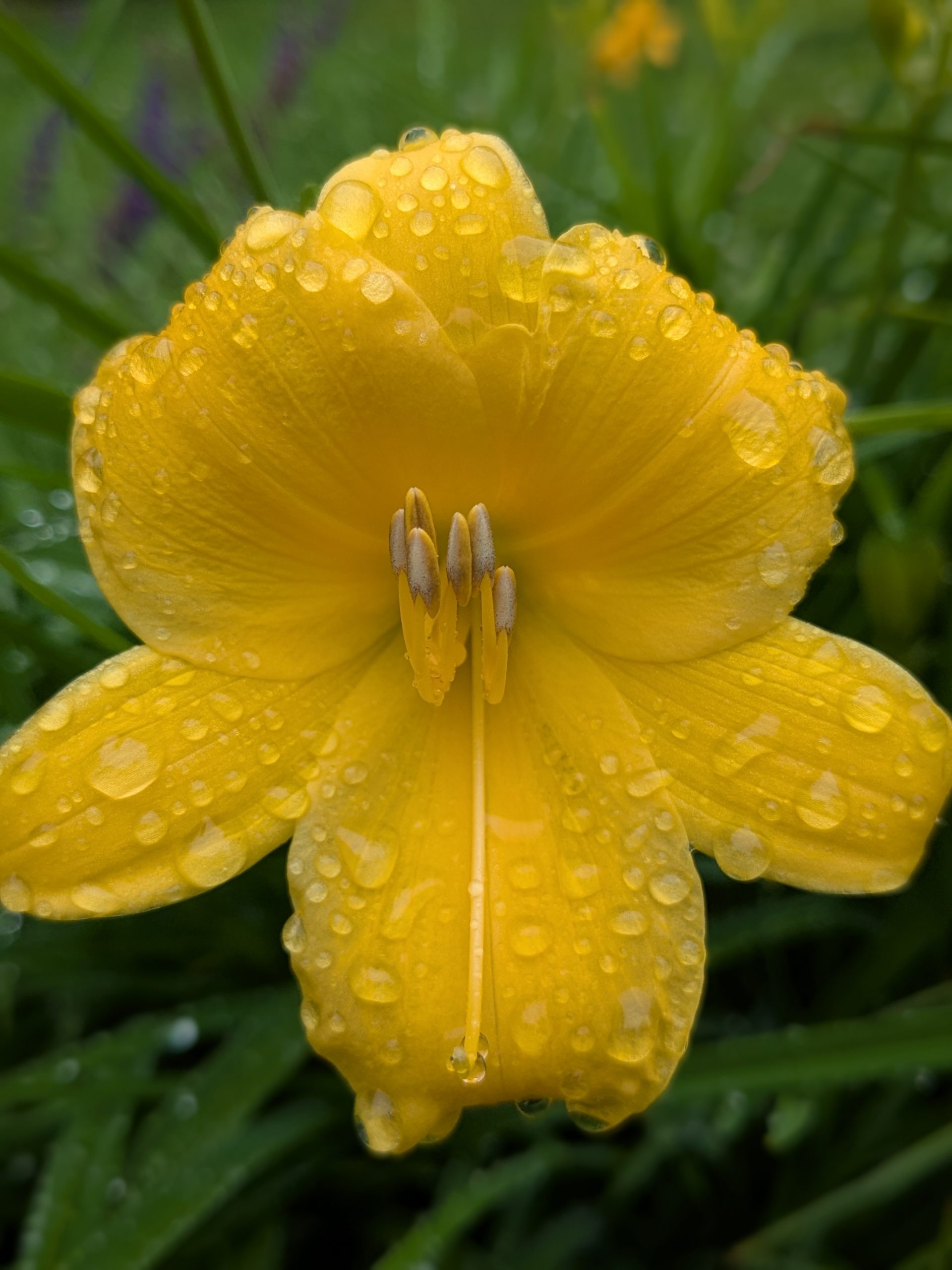 Yellow day lily