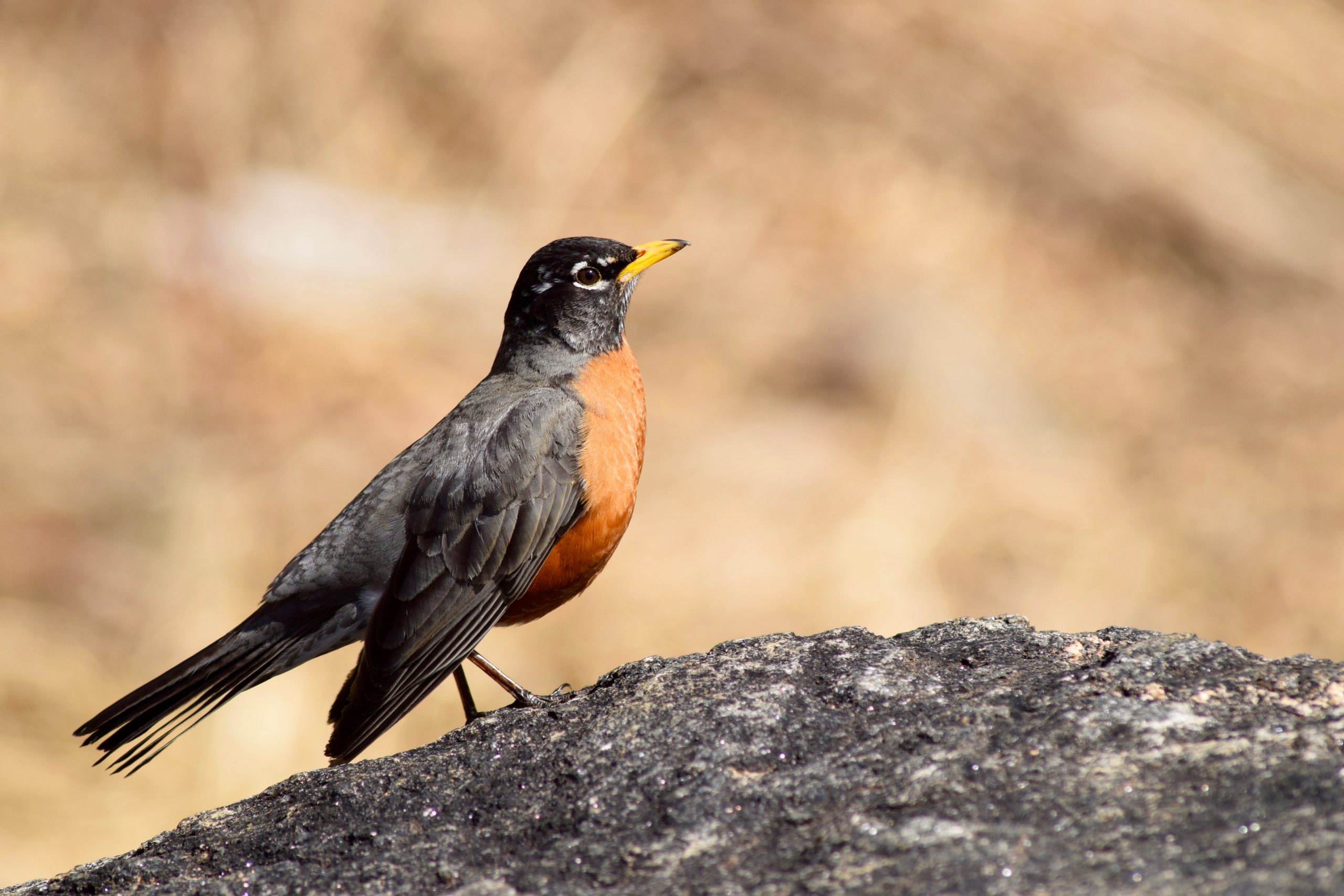 A robin on a rock!