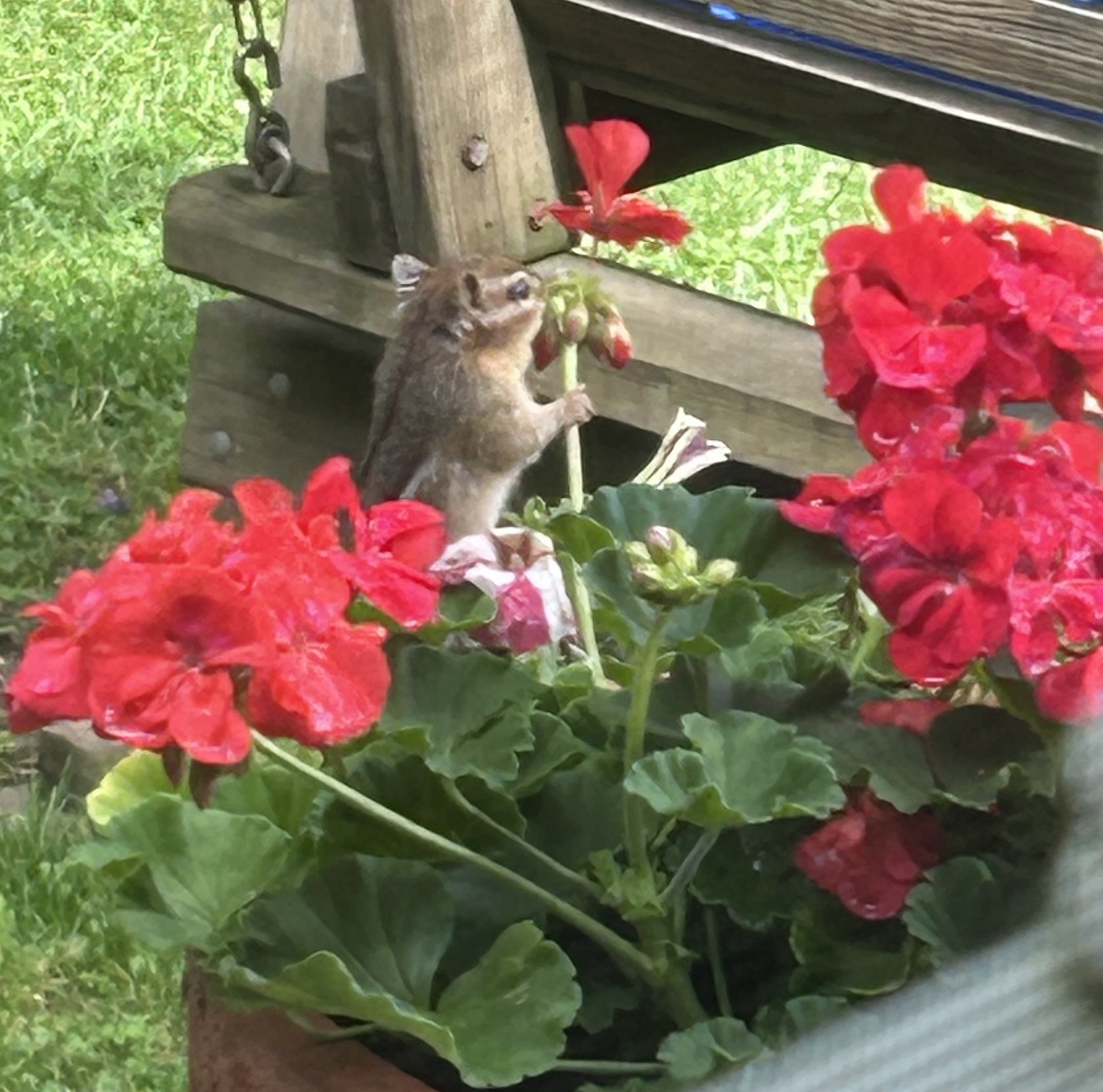 Chipmunk smelling the flowers