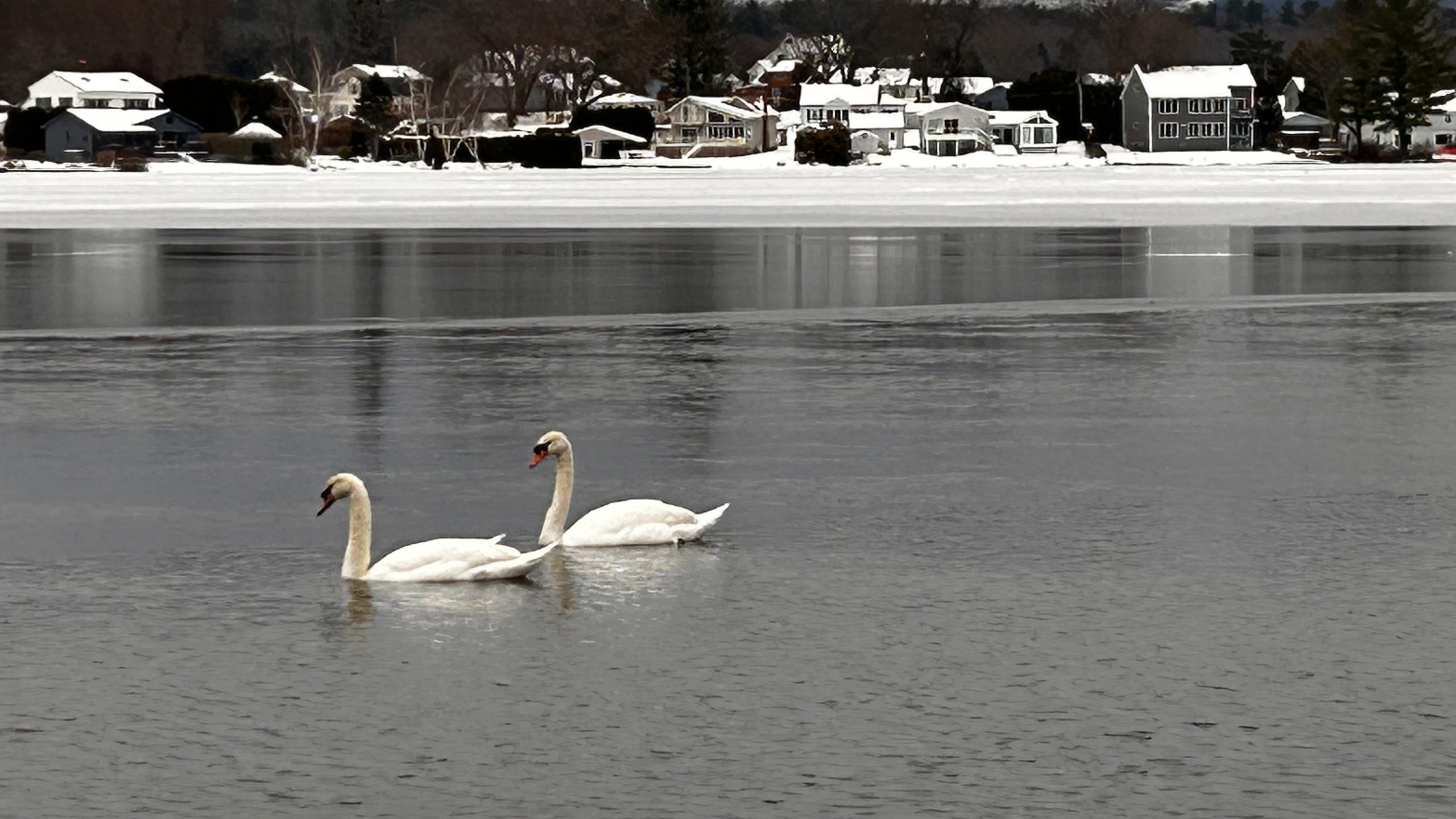Swans in winter