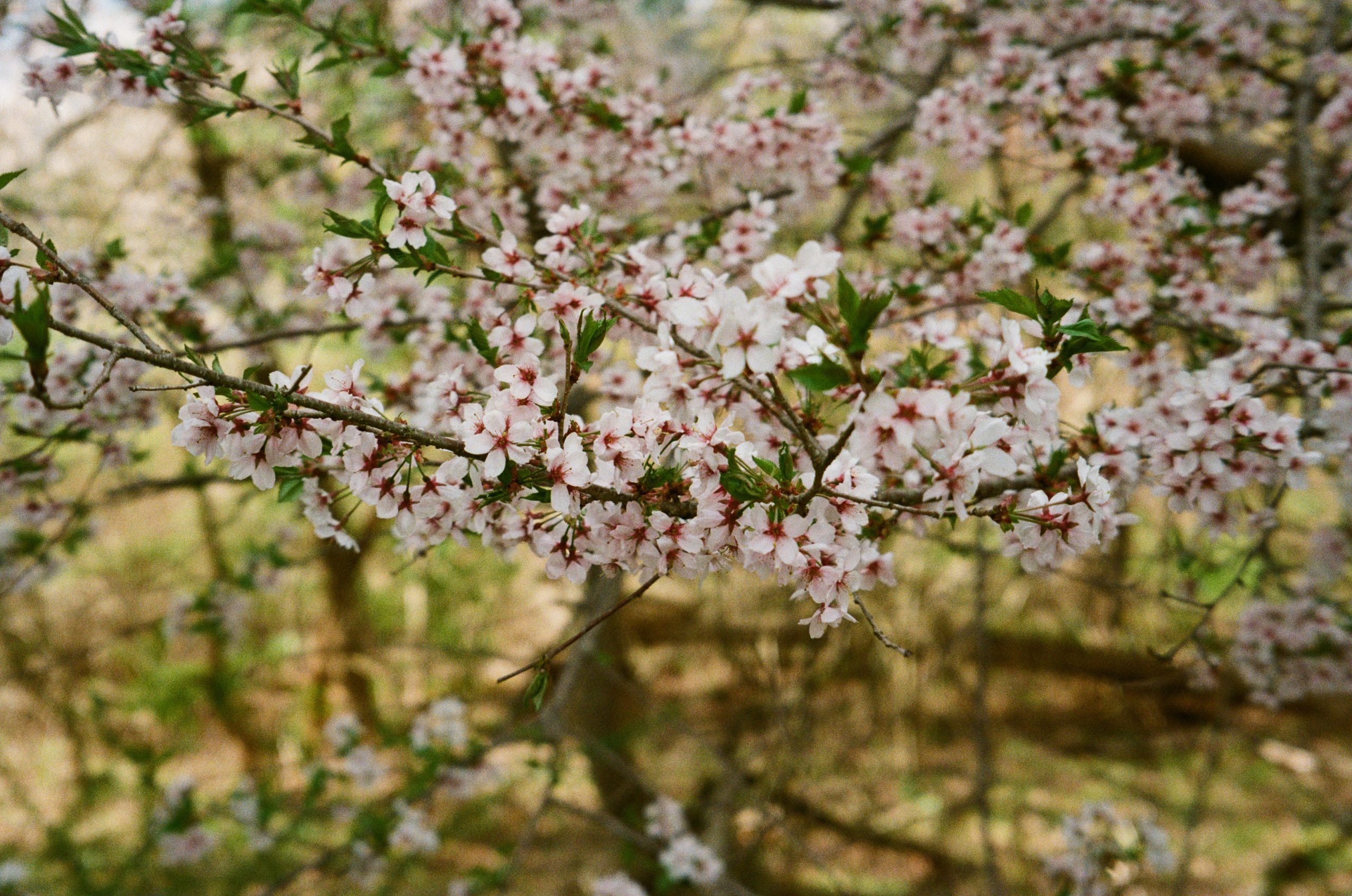 Spring blooms April 2025